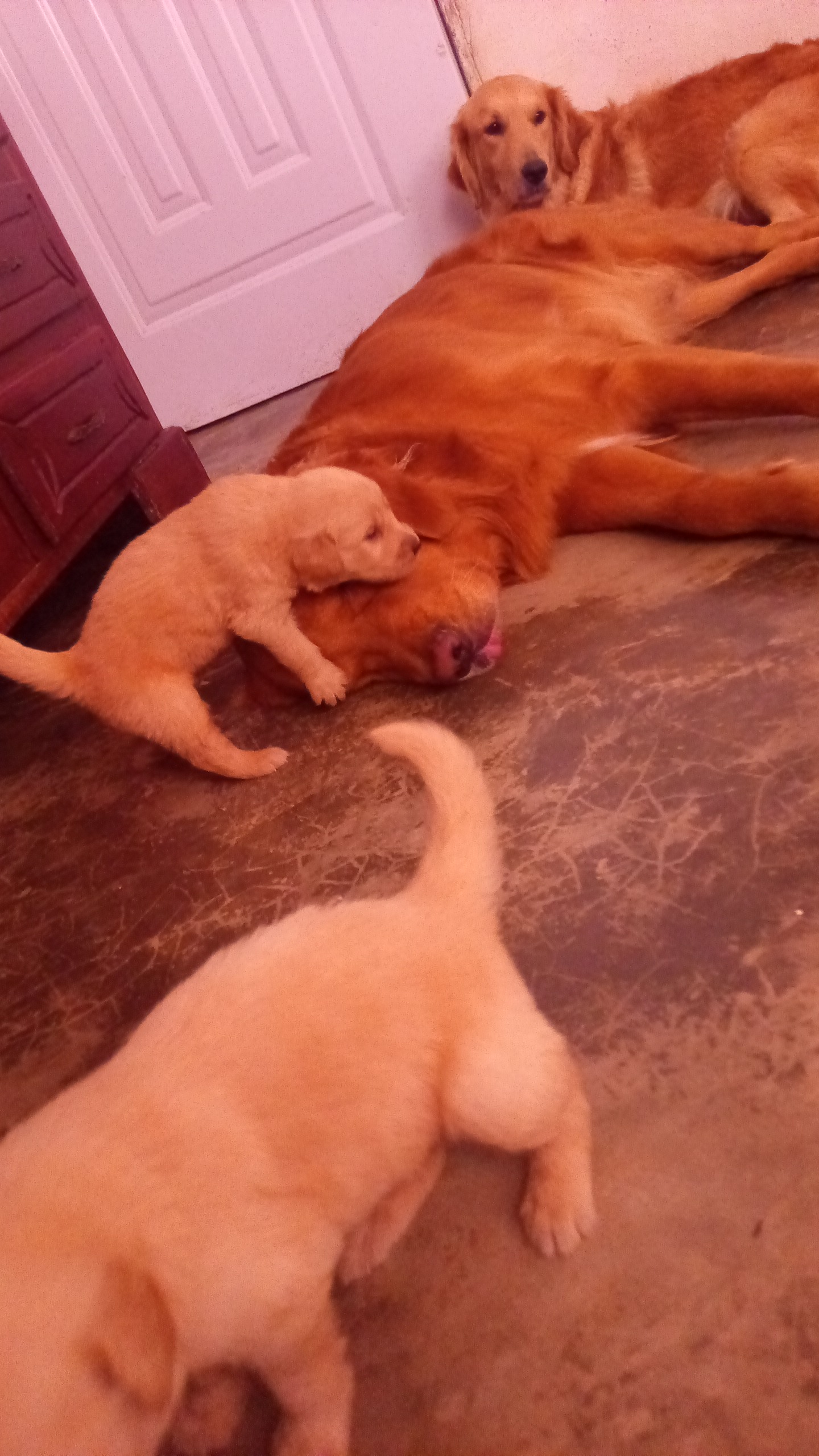 animales y mascotas - Golden retrivers  4