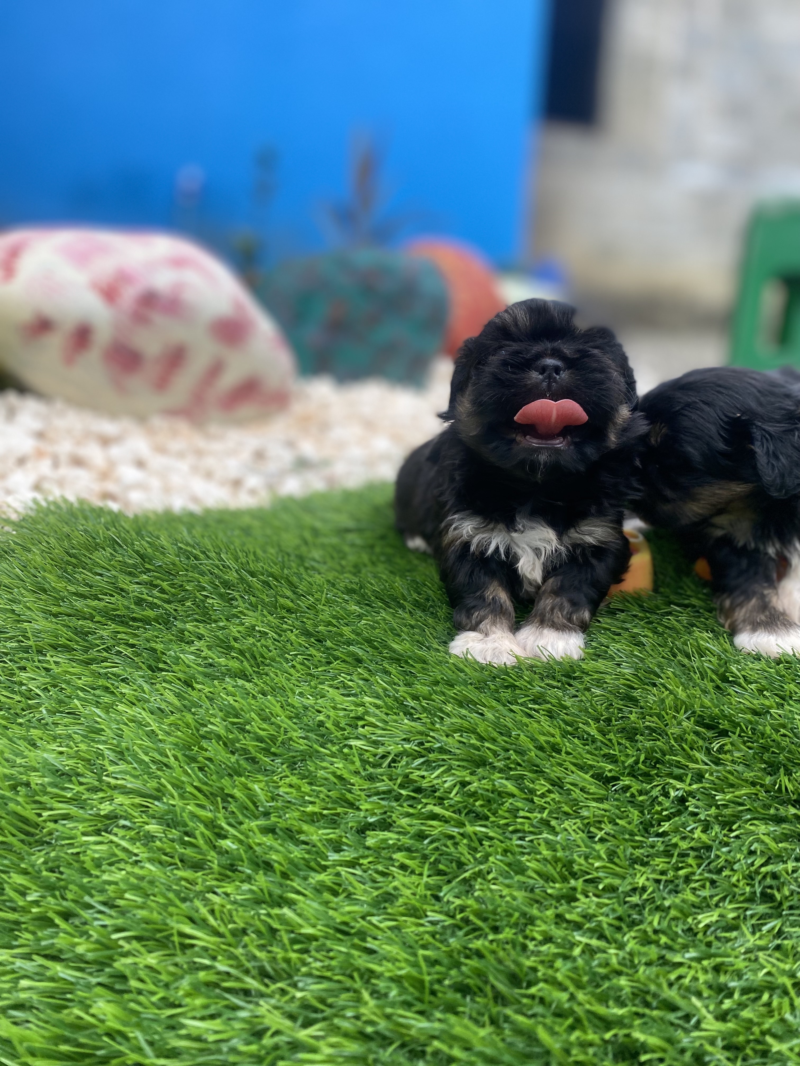 animales y mascotas - shipoo 1