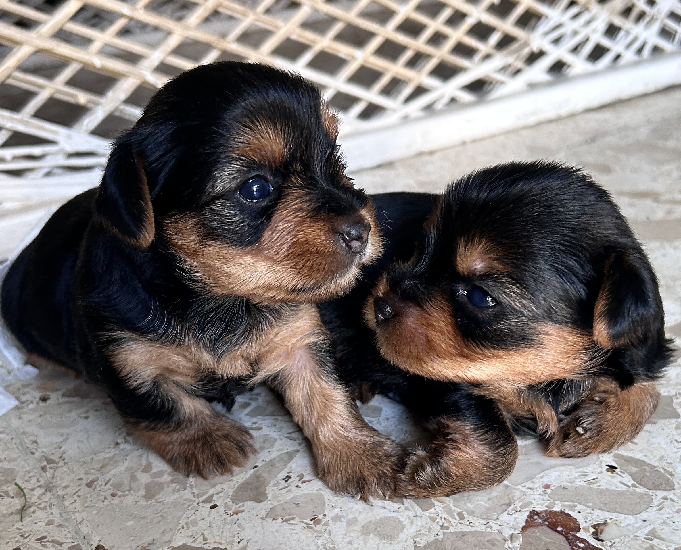 animales y mascotas - Cachorros Yorkie terrier  2
