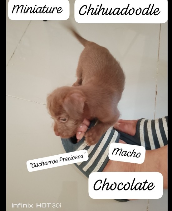 animales y mascotas - Chihuadoodle Miniature "Goldendoodle Miniature mix Chihuahua Miniature" 6