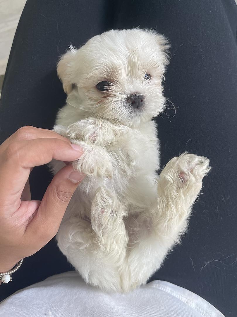 animales y mascotas - Cachorros Shih Tzu x Maltés,tercera camada, sanos, comen purina,nacidos mayo 30 3