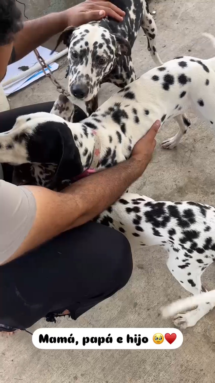 animales y mascotas - Dalmata Cachorros 100% puros 8