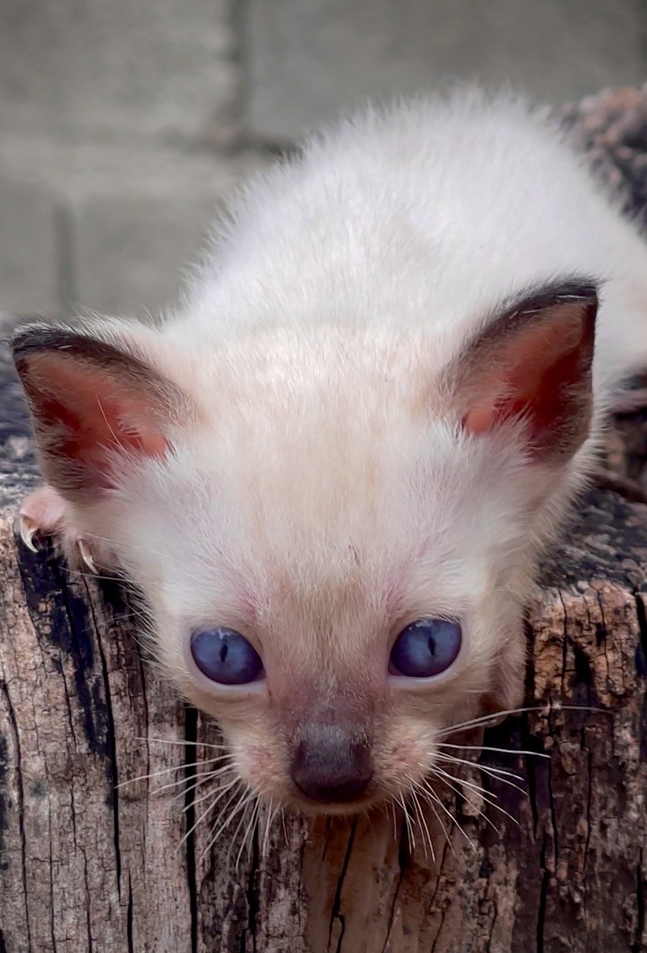 animales y mascotas - gatos siameses para apartar 2
