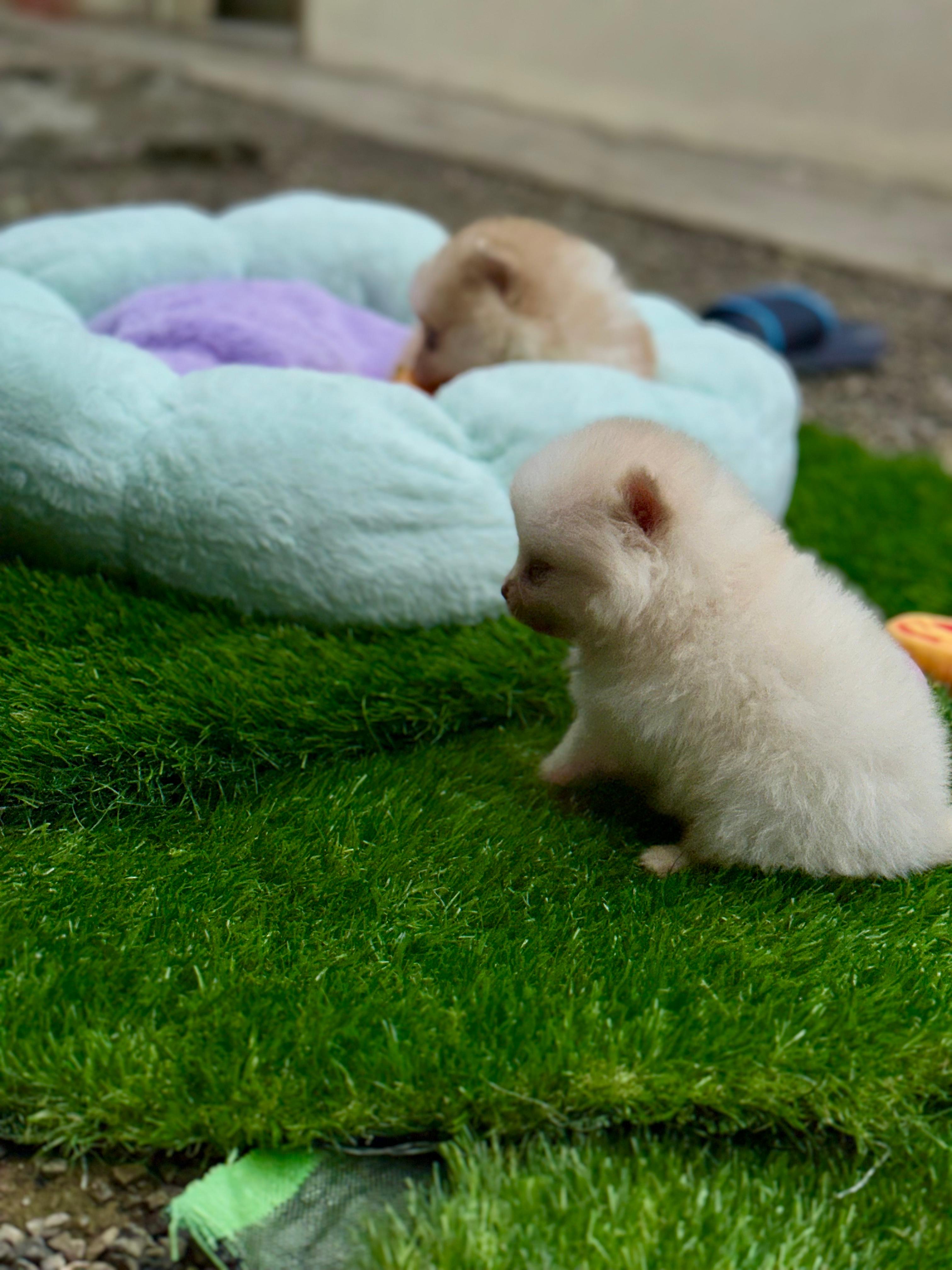 animales y mascotas - Pomerania  3