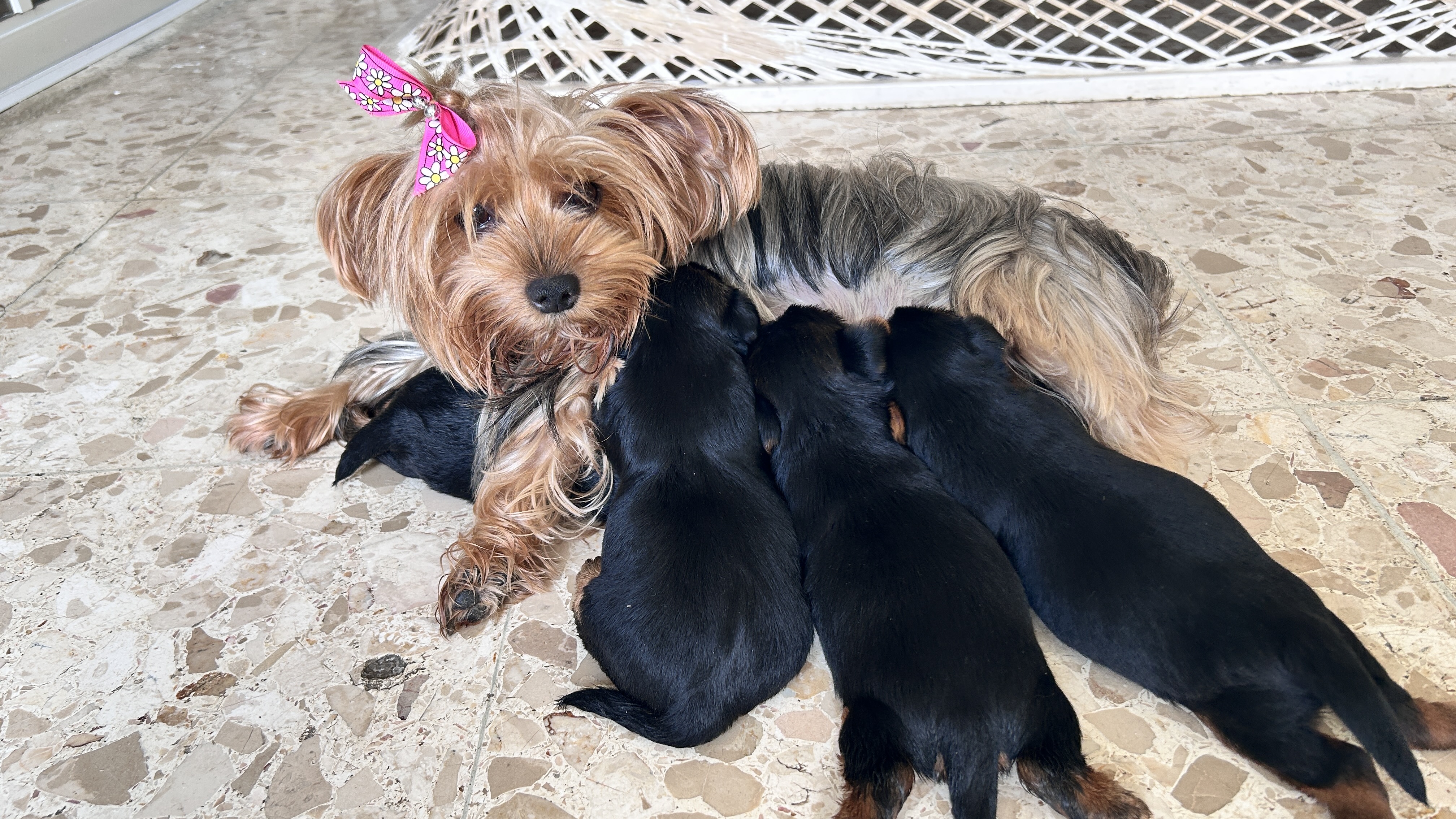 animales y mascotas - Cachorros Yorkie terrier  5