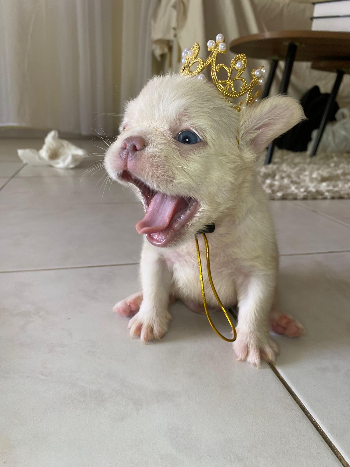 animales y mascotas - OFERTA CACHORRO BULLDOG FRACES FLUFFY AMBOS SEXO E