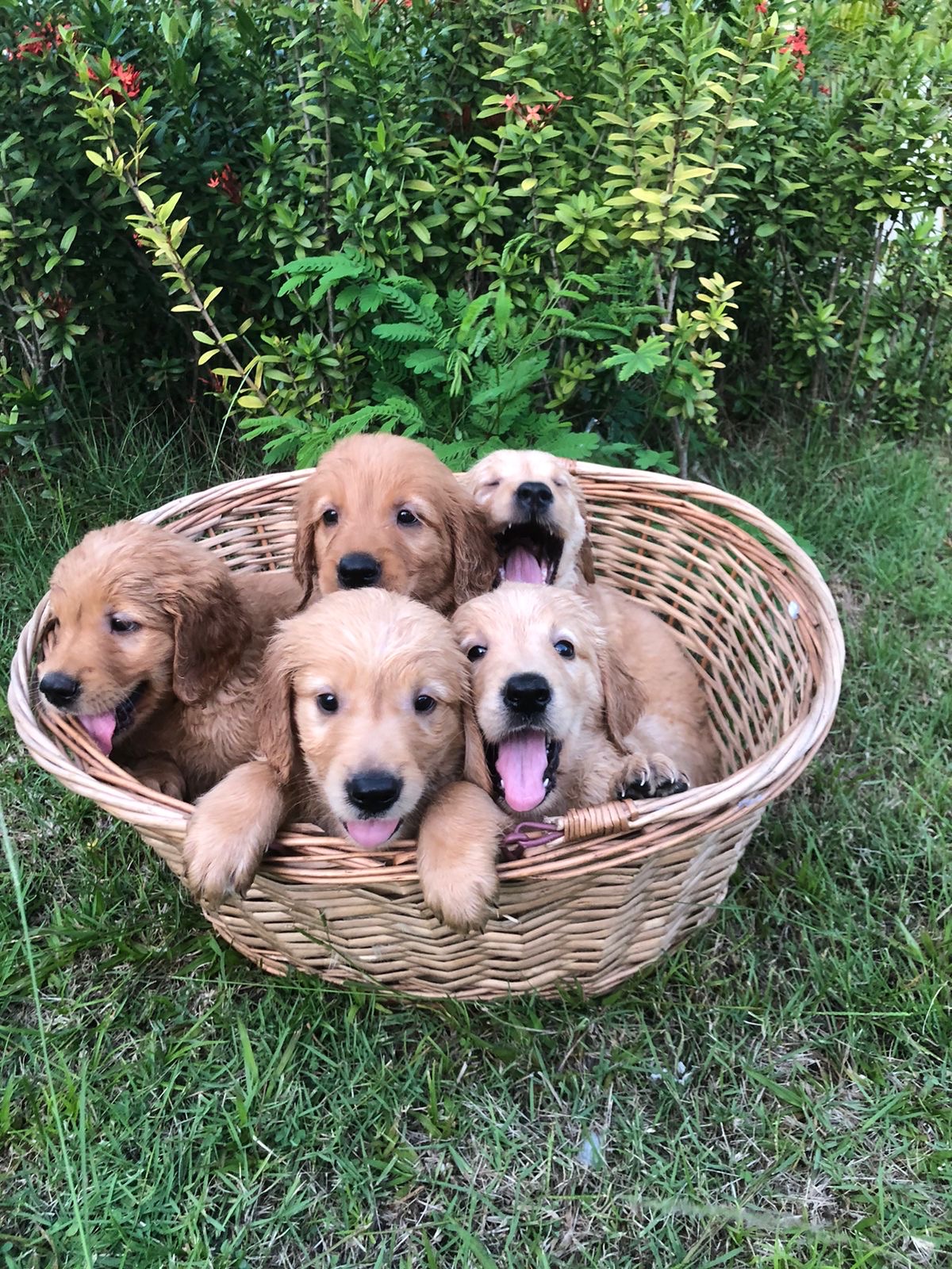 animales y mascotas - Golden retriver raza pura  3