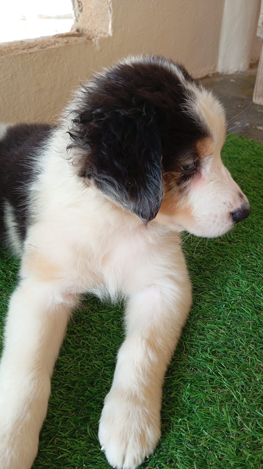 animales y mascotas - Cachorritas de Australian Shepherd