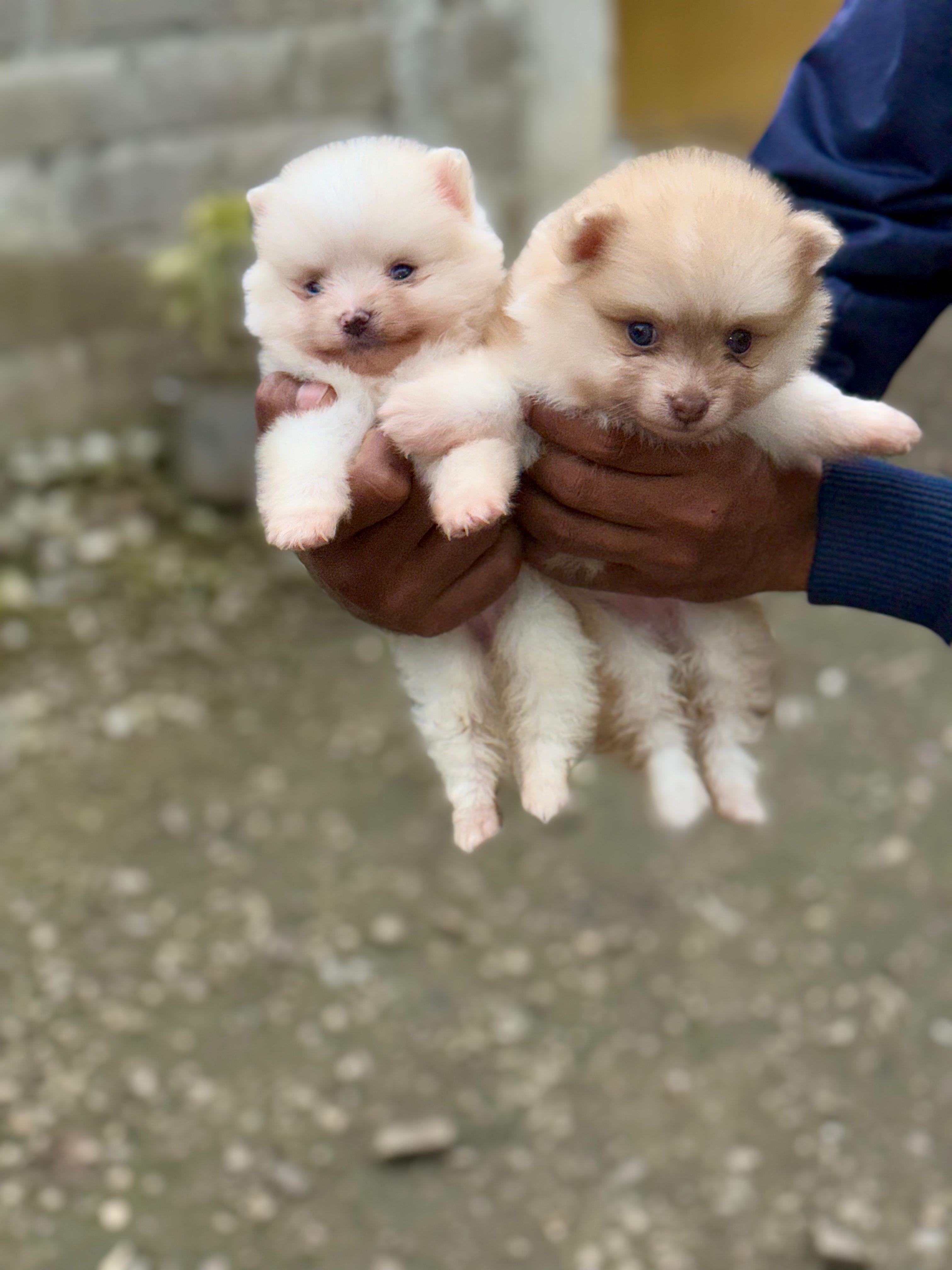 animales y mascotas - Pomerania 