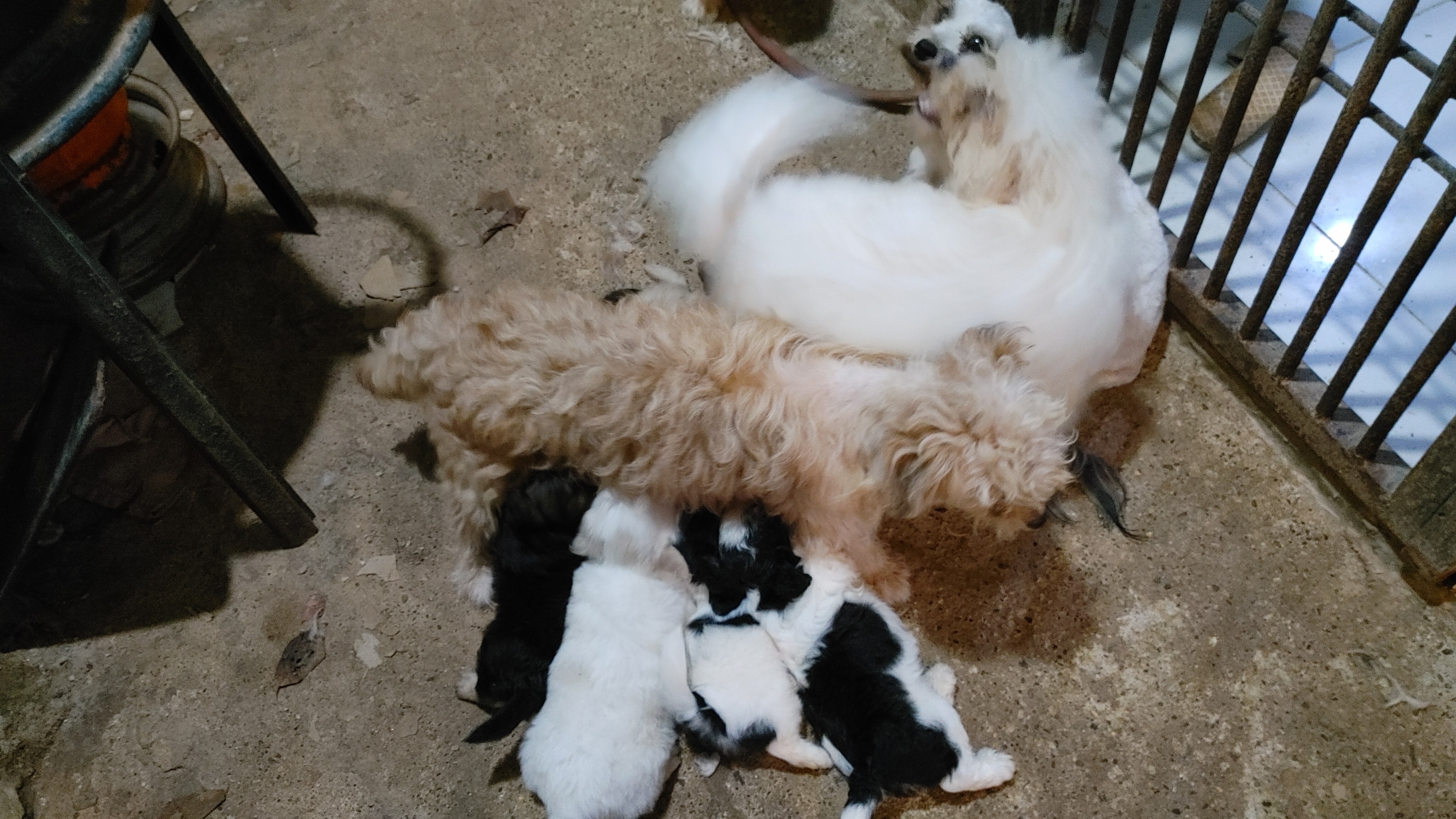 libros y revistas - Cachorro shihpoo,shipoo,malte,poodle,podle 1