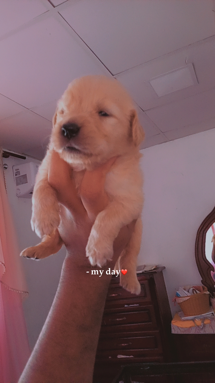animales y mascotas - Golden retrivers  5
