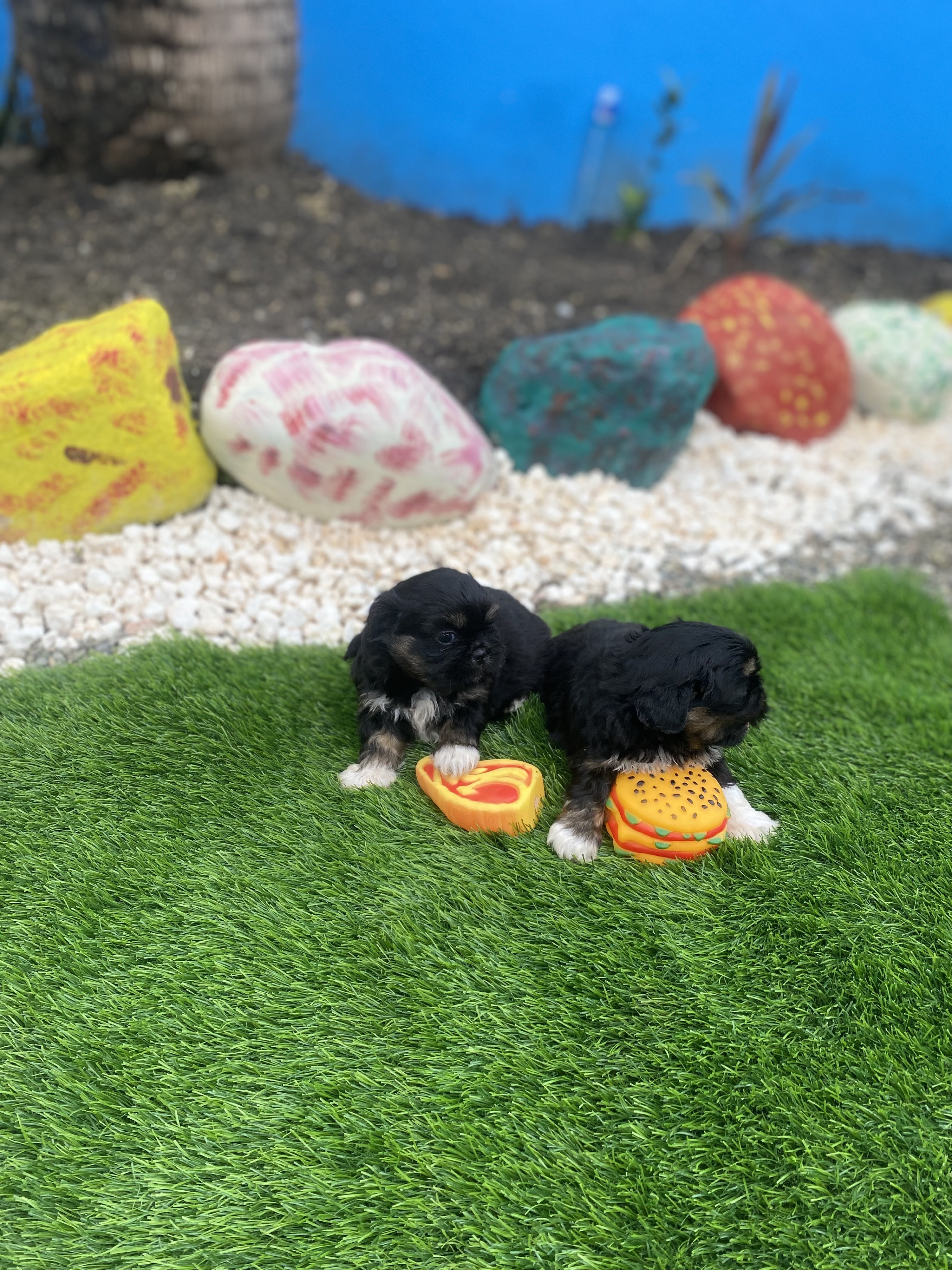 animales y mascotas - shipoo 2