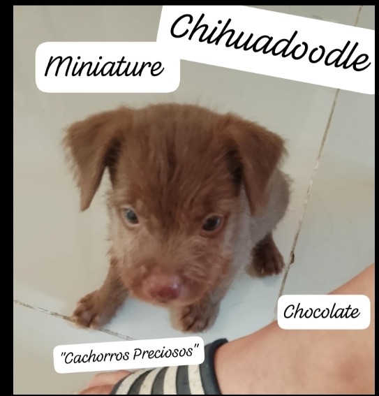 animales y mascotas - Chihuadoodle Miniature "Goldendoodle Miniature mix Chihuahua Miniature" 7