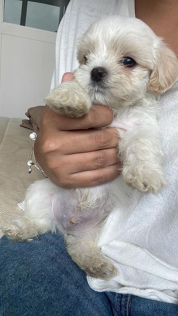 animales y mascotas - Cachorros Shih Tzu x Maltés,tercera camada, sanos, comen purina,nacidos mayo 30 4
