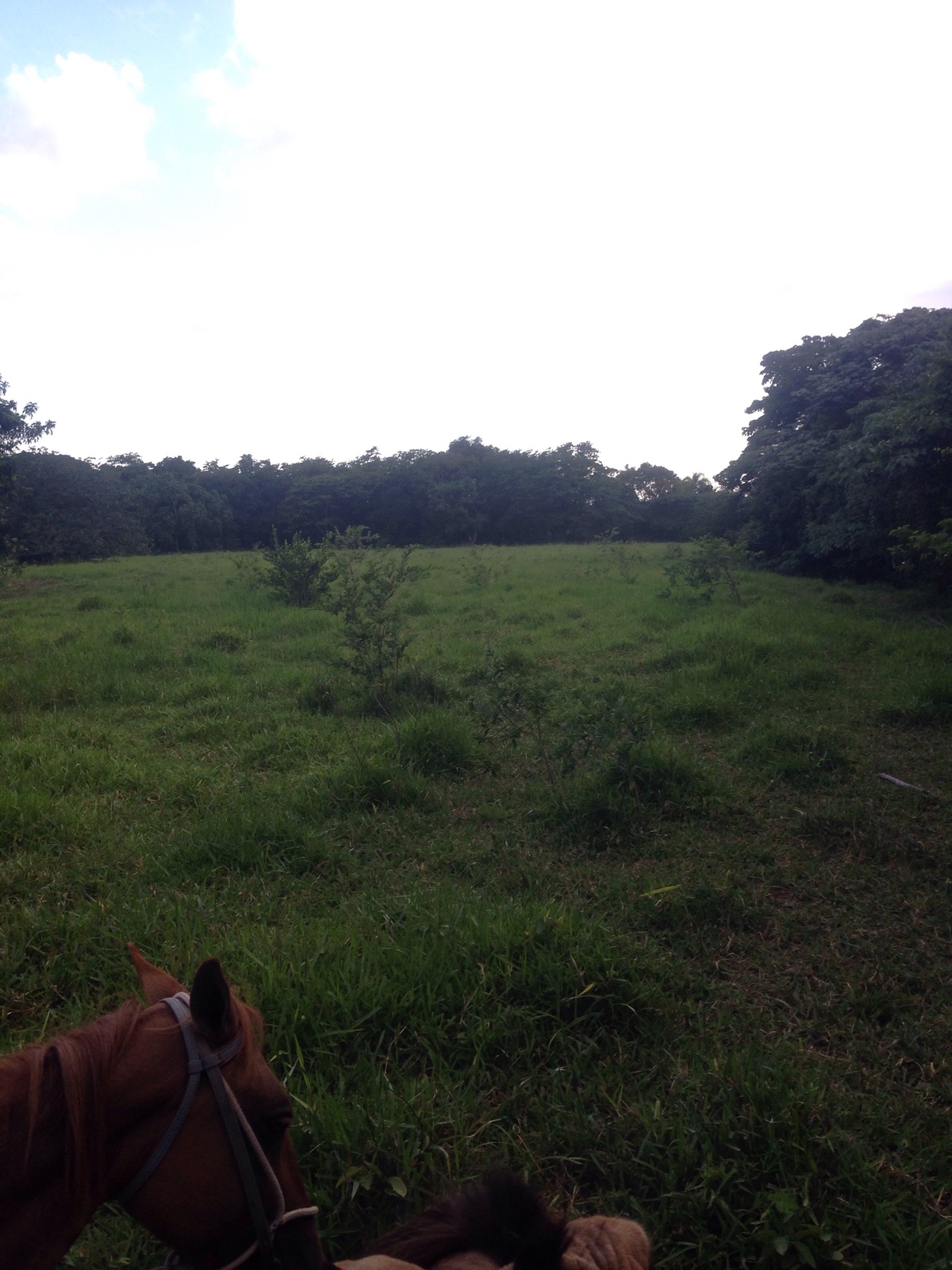 solares y terrenos - Vendo finca ganadera de oportunida en Bayaguana 4