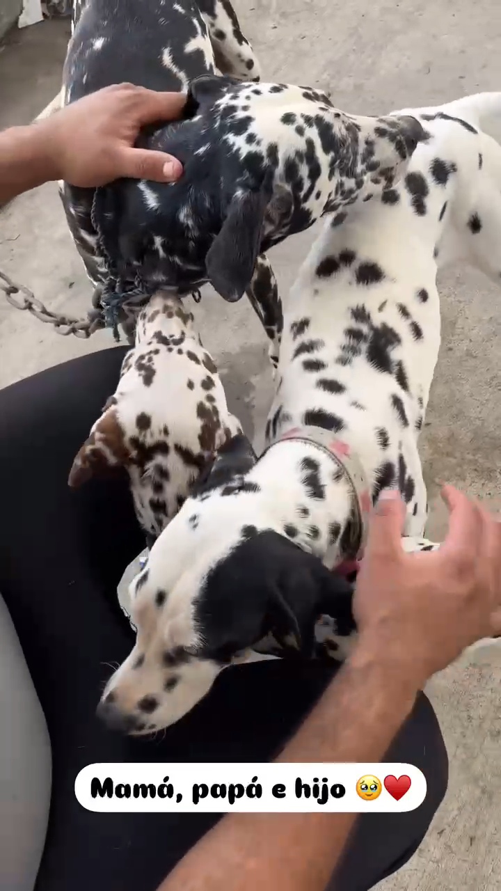 animales y mascotas - Dalmata Cachorros 100% puros 9