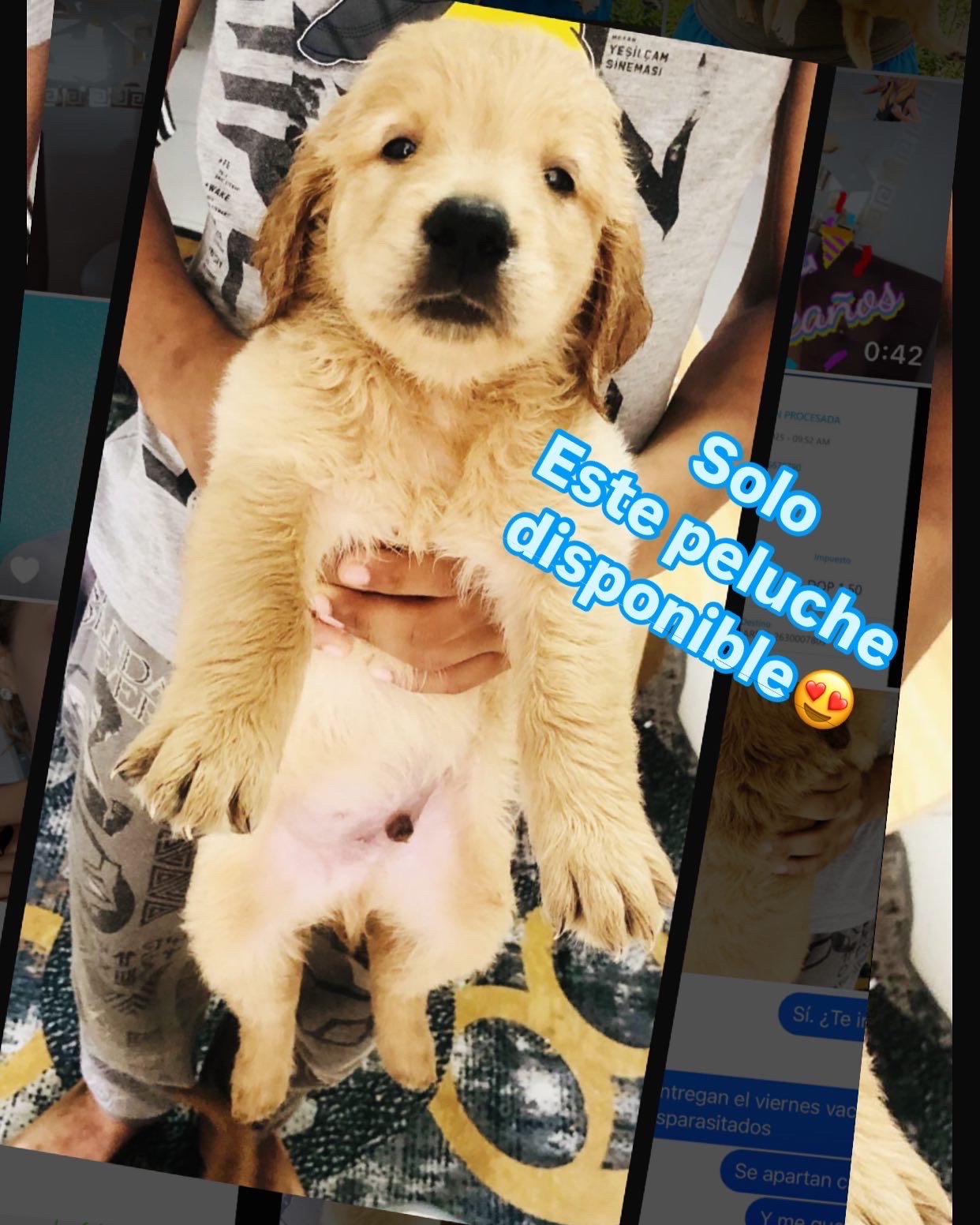animales y mascotas - Golden retriver raza pura  0