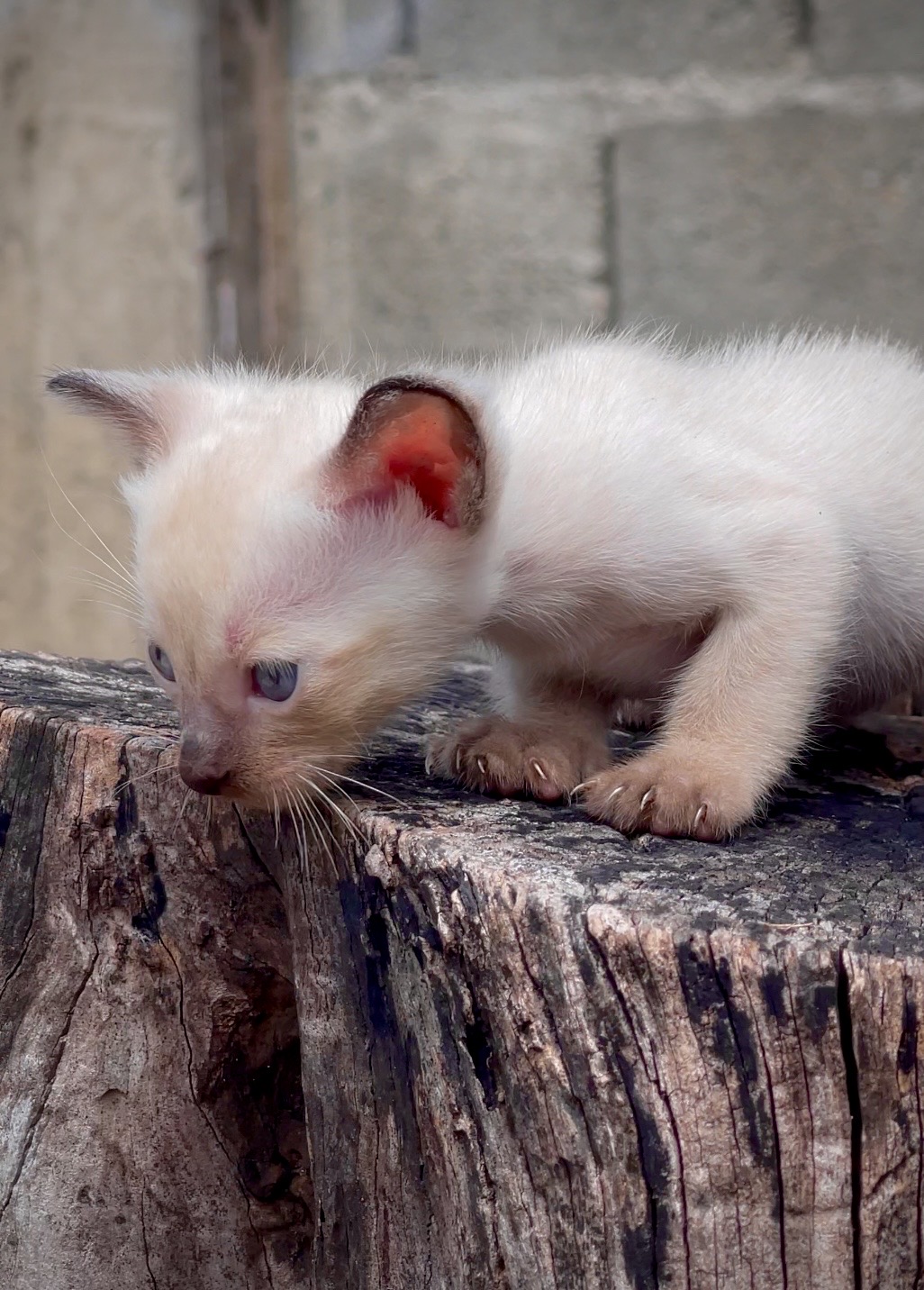 animales y mascotas - gatos siameses para apartar 3
