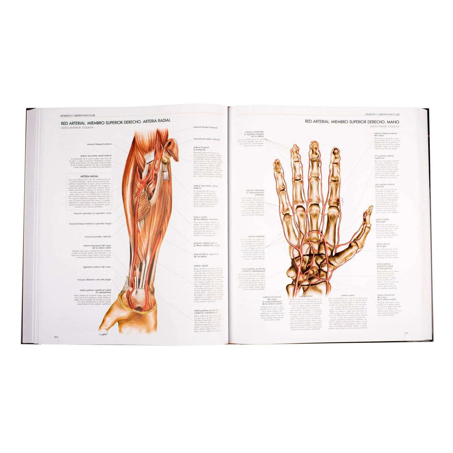 libros y revistas - Atlas del Cuerpo Humano  Medillust - Lexus 1