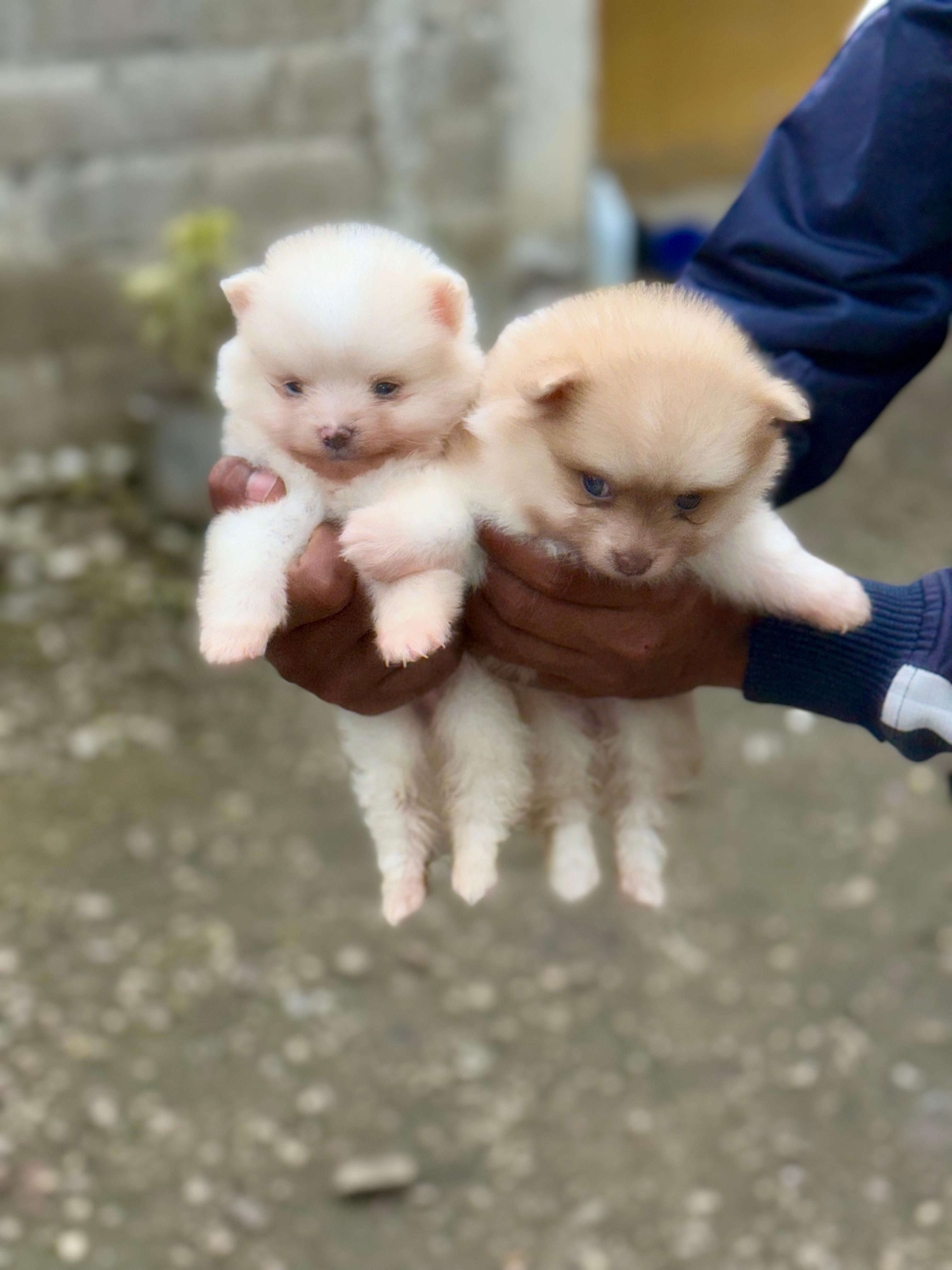 animales y mascotas - Pomerania  1