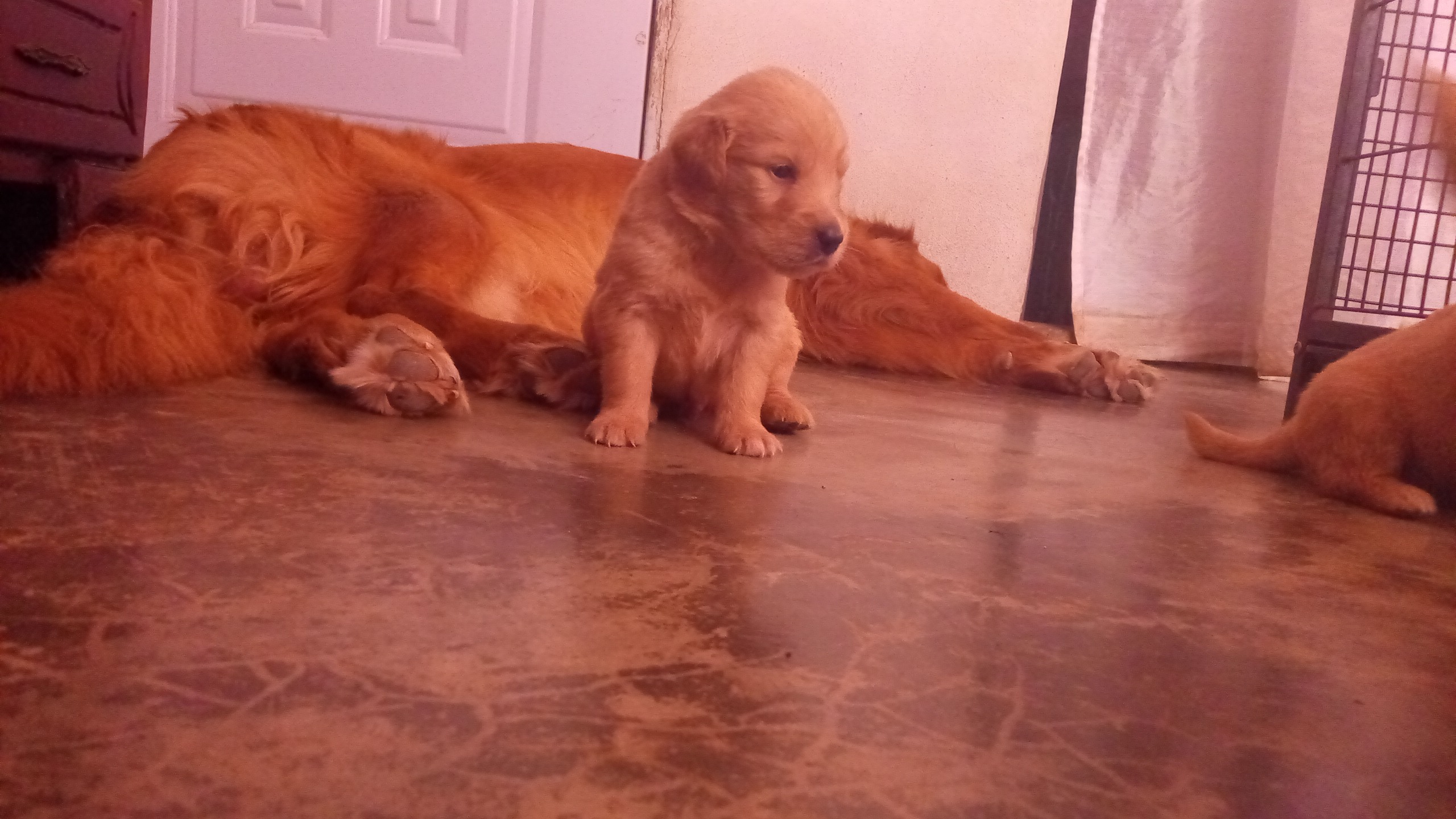 animales y mascotas - Golden retrivers  6