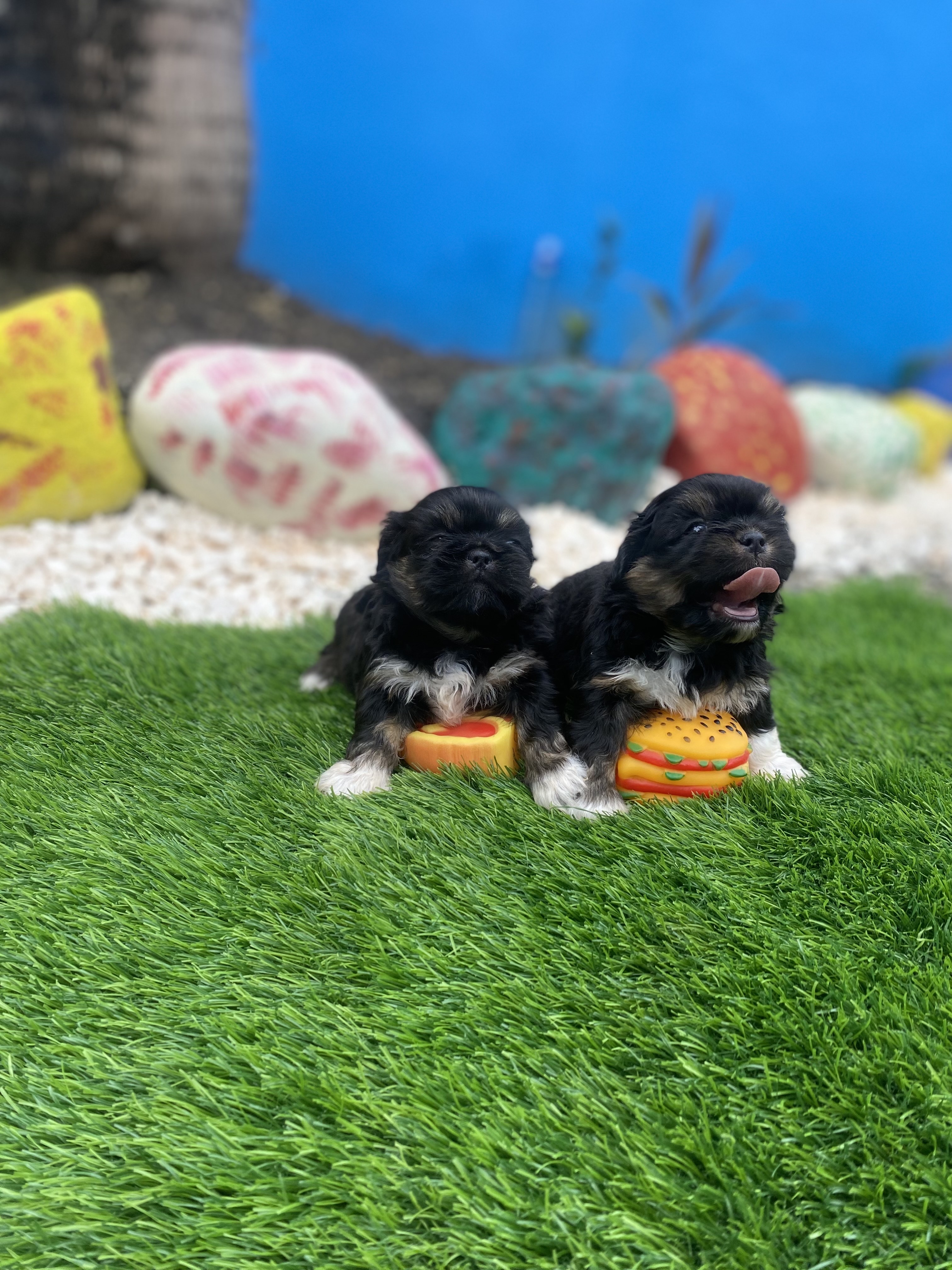 animales y mascotas - shipoo 3