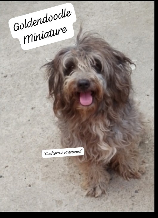 animales y mascotas - Chihuadoodle Miniature "Goldendoodle Miniature mix Chihuahua Miniature" 8