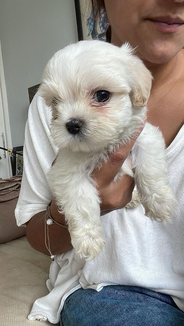 animales y mascotas - Cachorros Shih Tzu x Maltés,tercera camada, sanos, comen purina,nacidos mayo 30 5