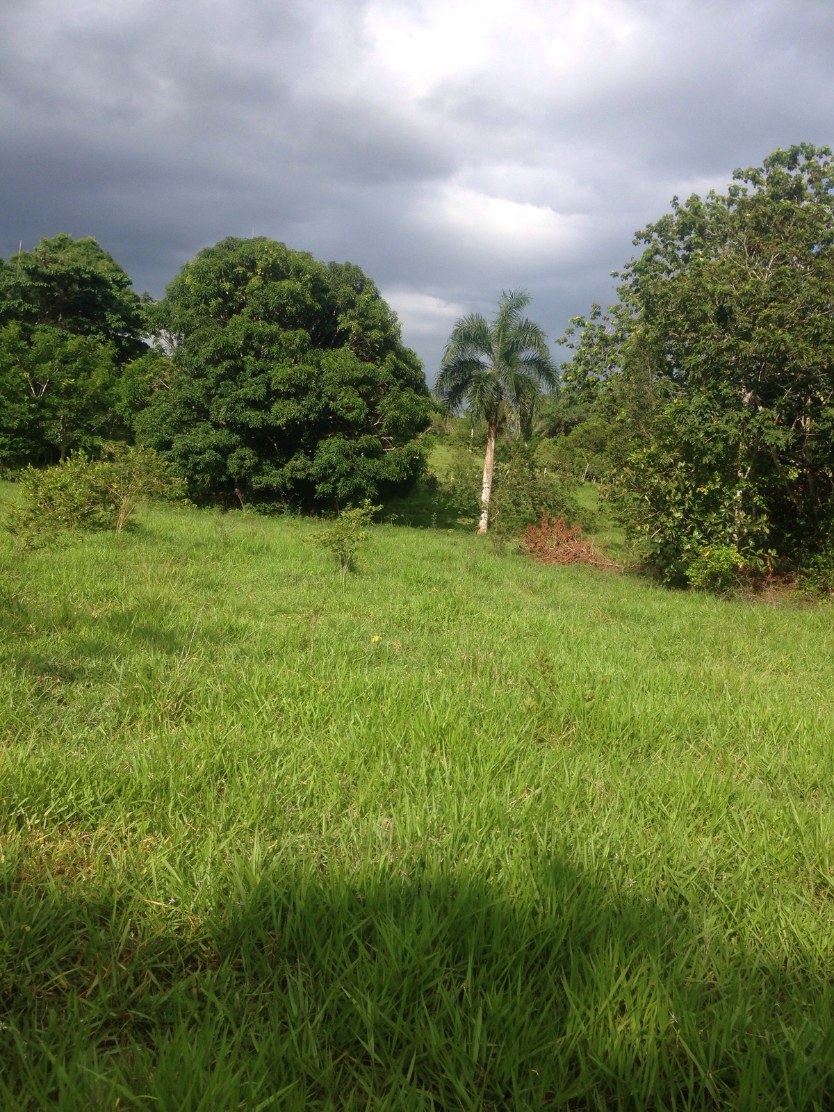 solares y terrenos - Vendo finca ganadera de oportunida en Bayaguana 5