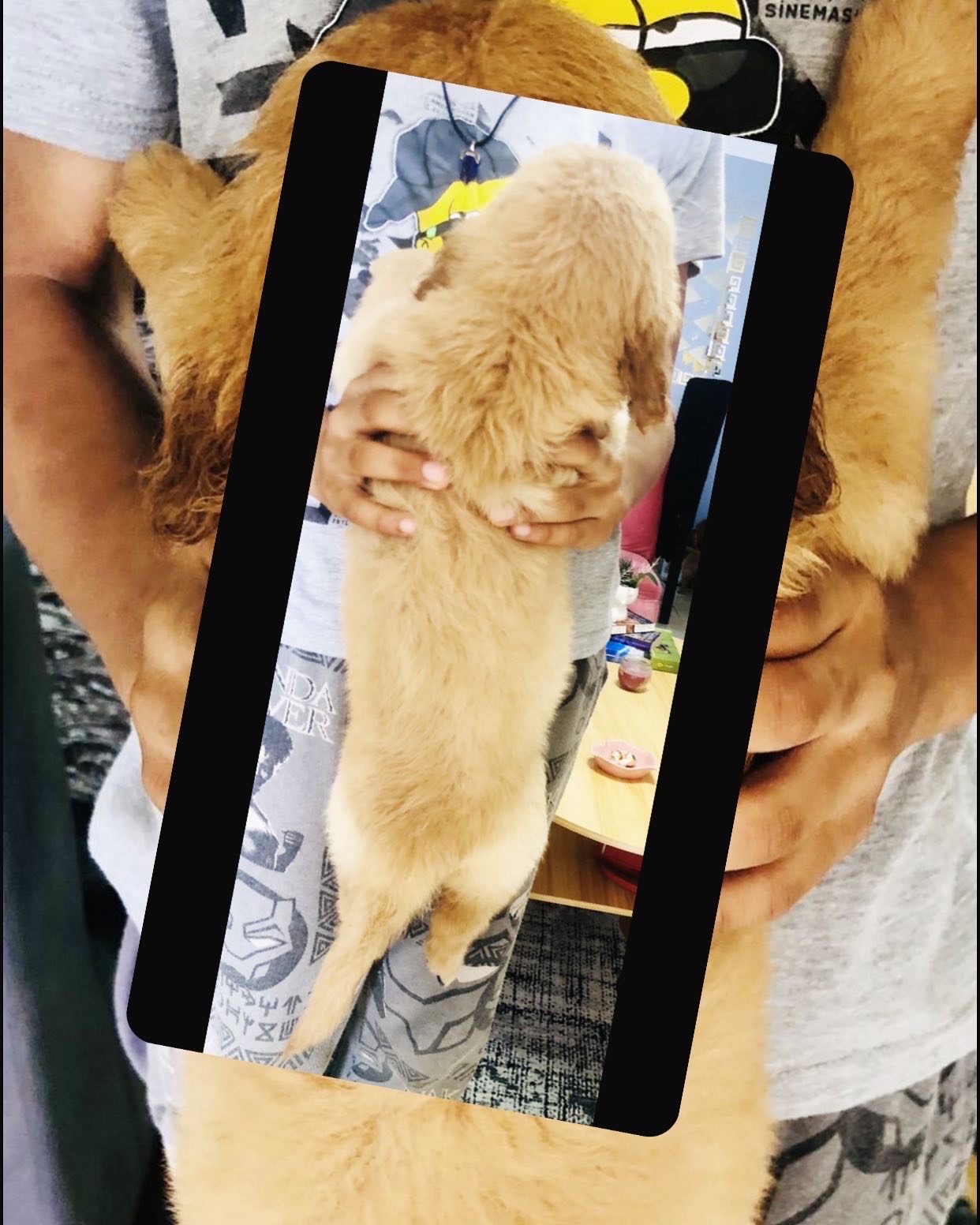 animales y mascotas - Golden retriver raza pura  1