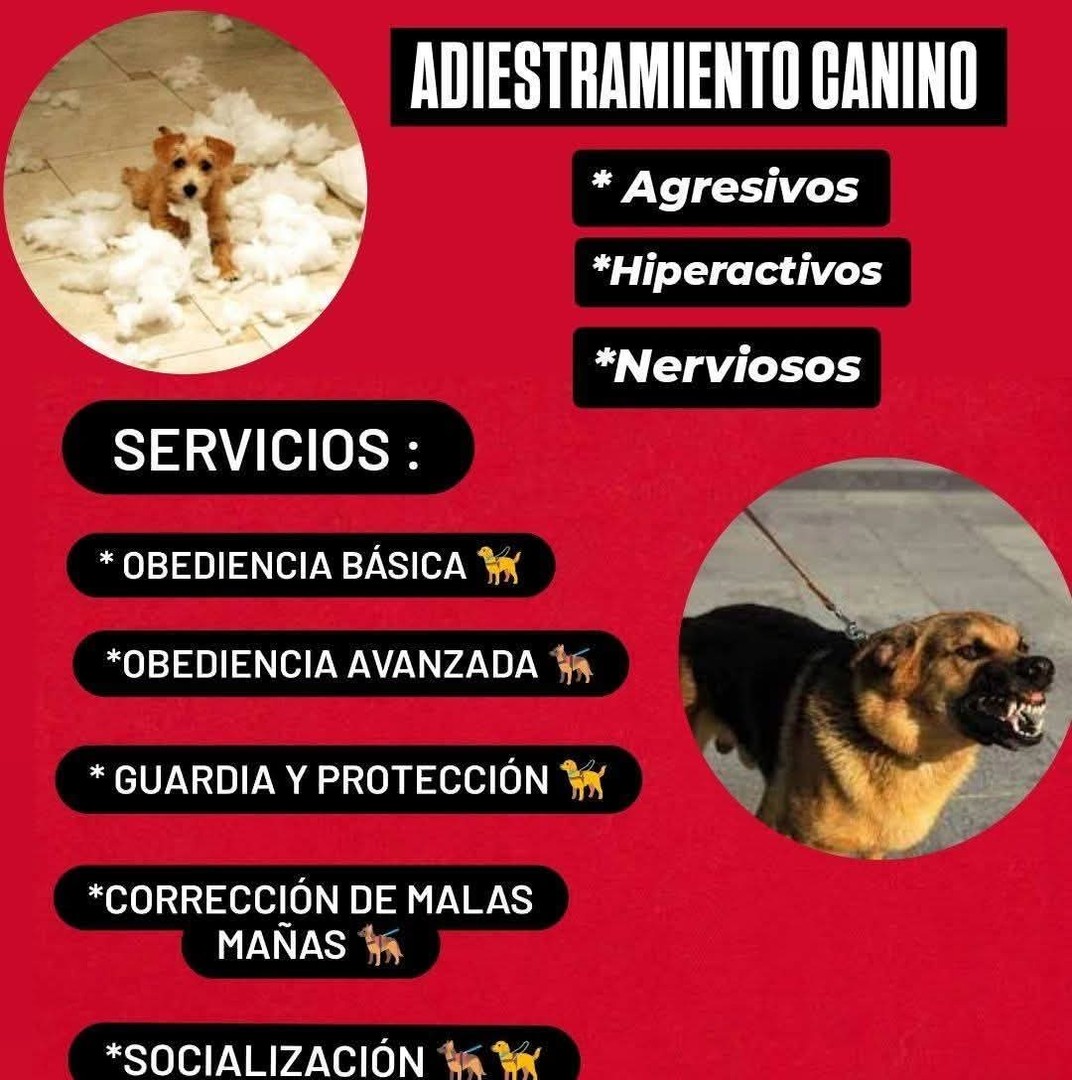 servicios profesionales - Adiestrador canino y paseo 0
