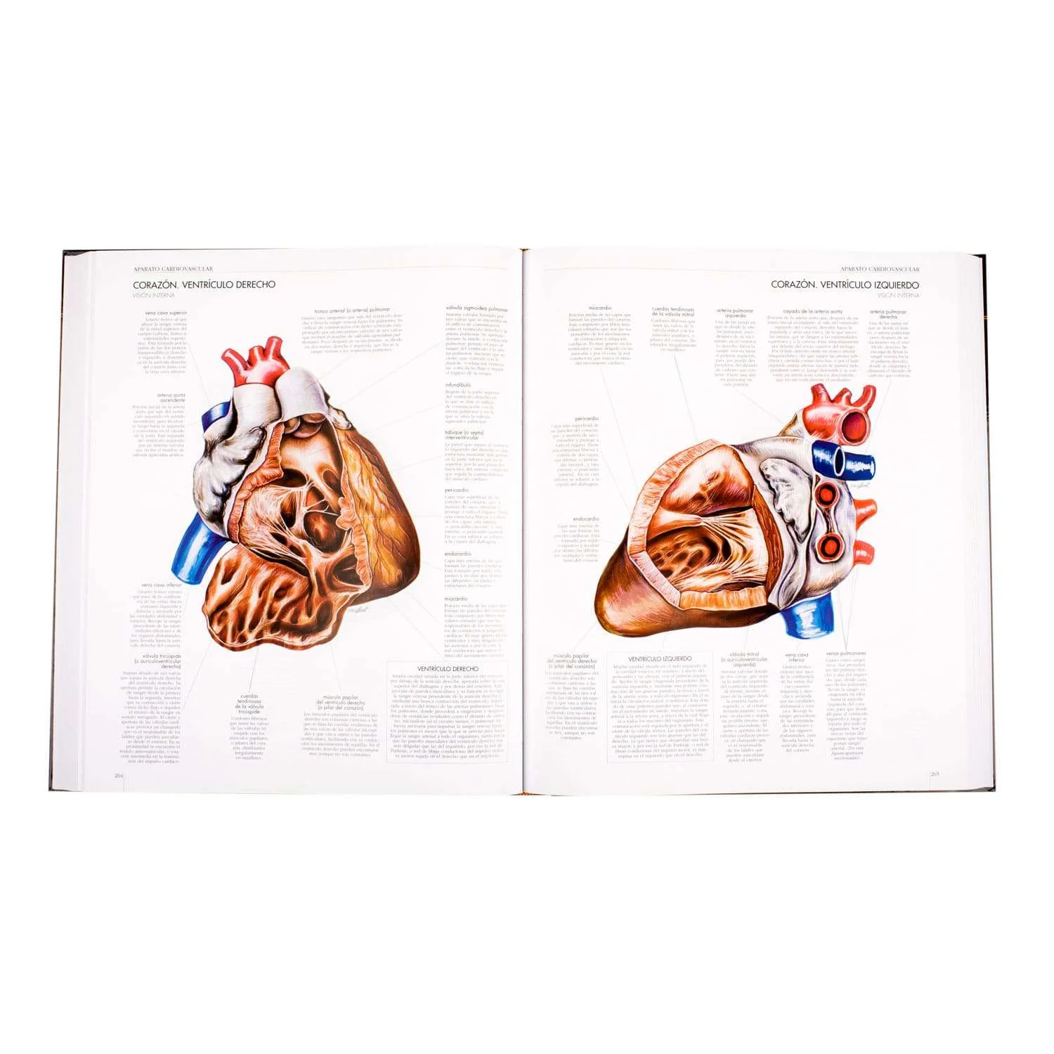 libros y revistas - Atlas del Cuerpo Humano  Medillust - Lexus 2