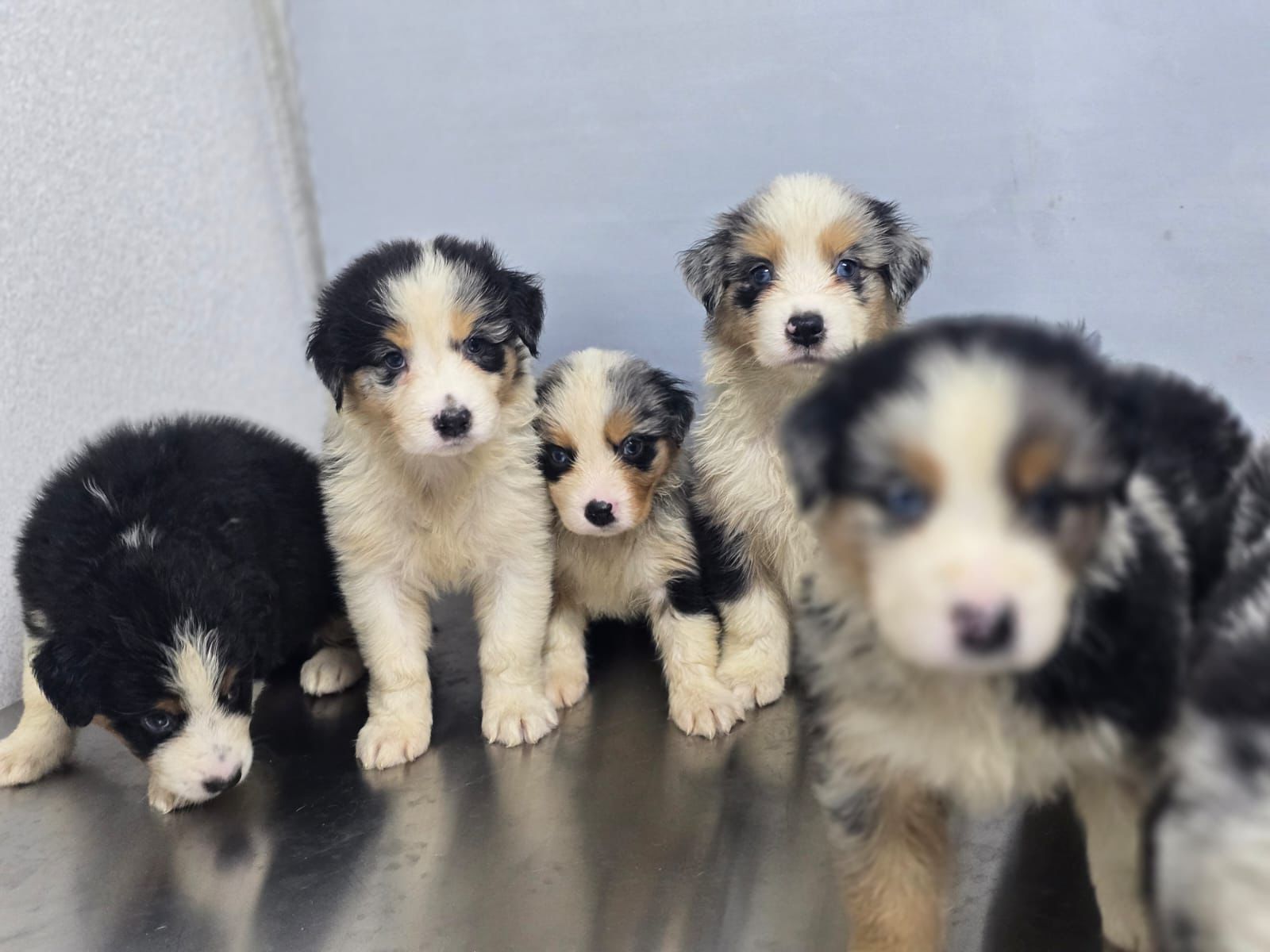 animales y mascotas - OFERTA CACHORRO PASTOR AUSTRALIANO HEMBRA EN SANTI