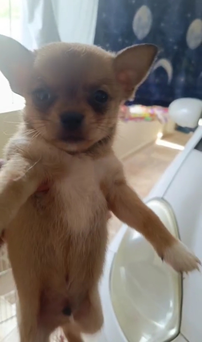 animales y mascotas - Chihuahua #1 macho