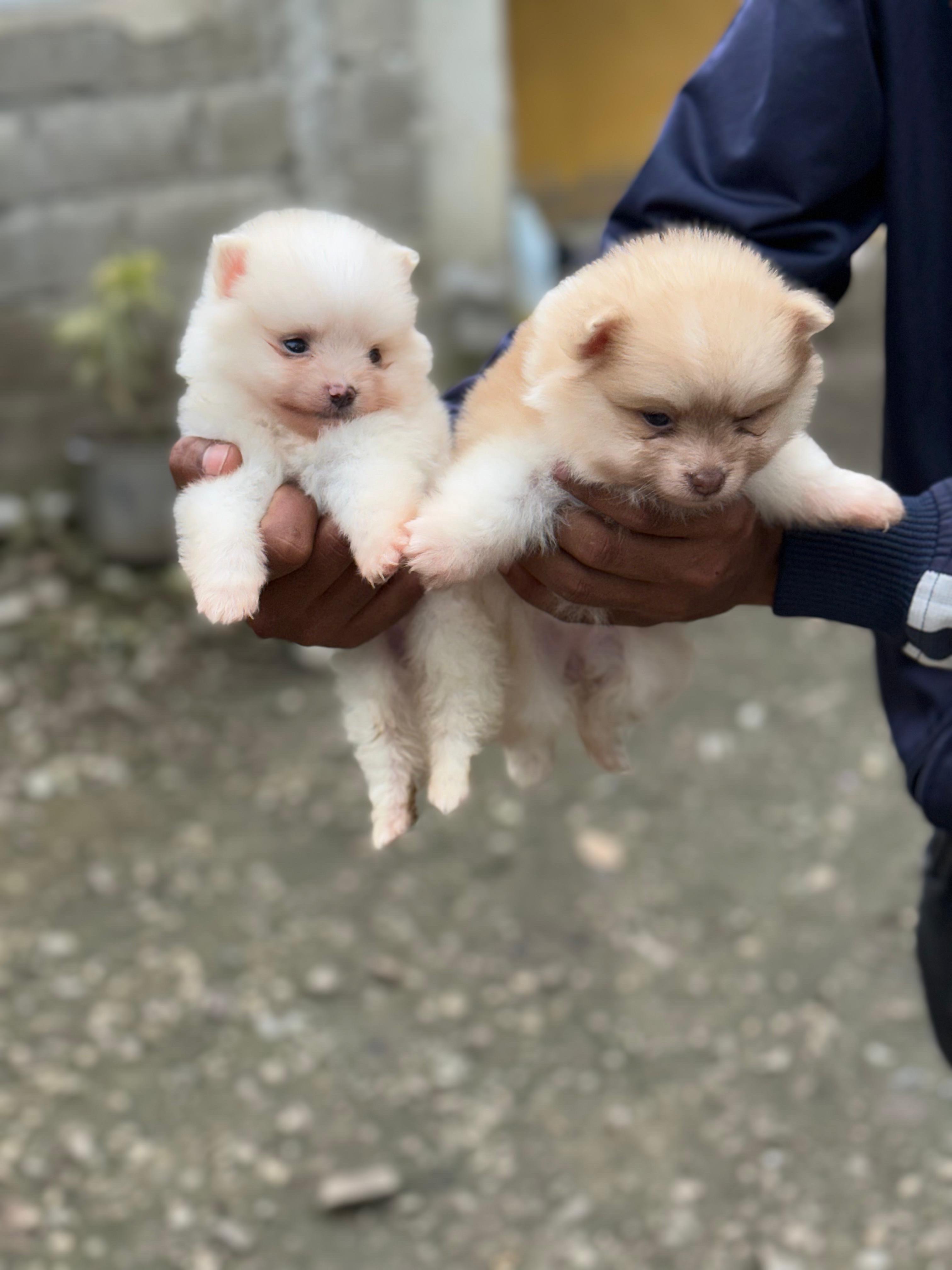 animales y mascotas - Pomerania  2
