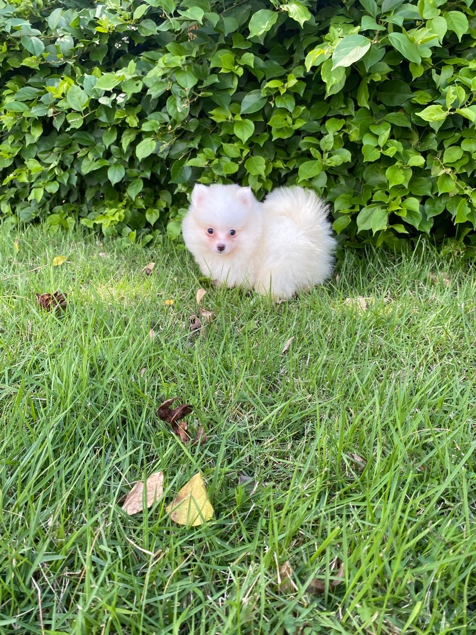 animales y mascotas - Pomerania  1