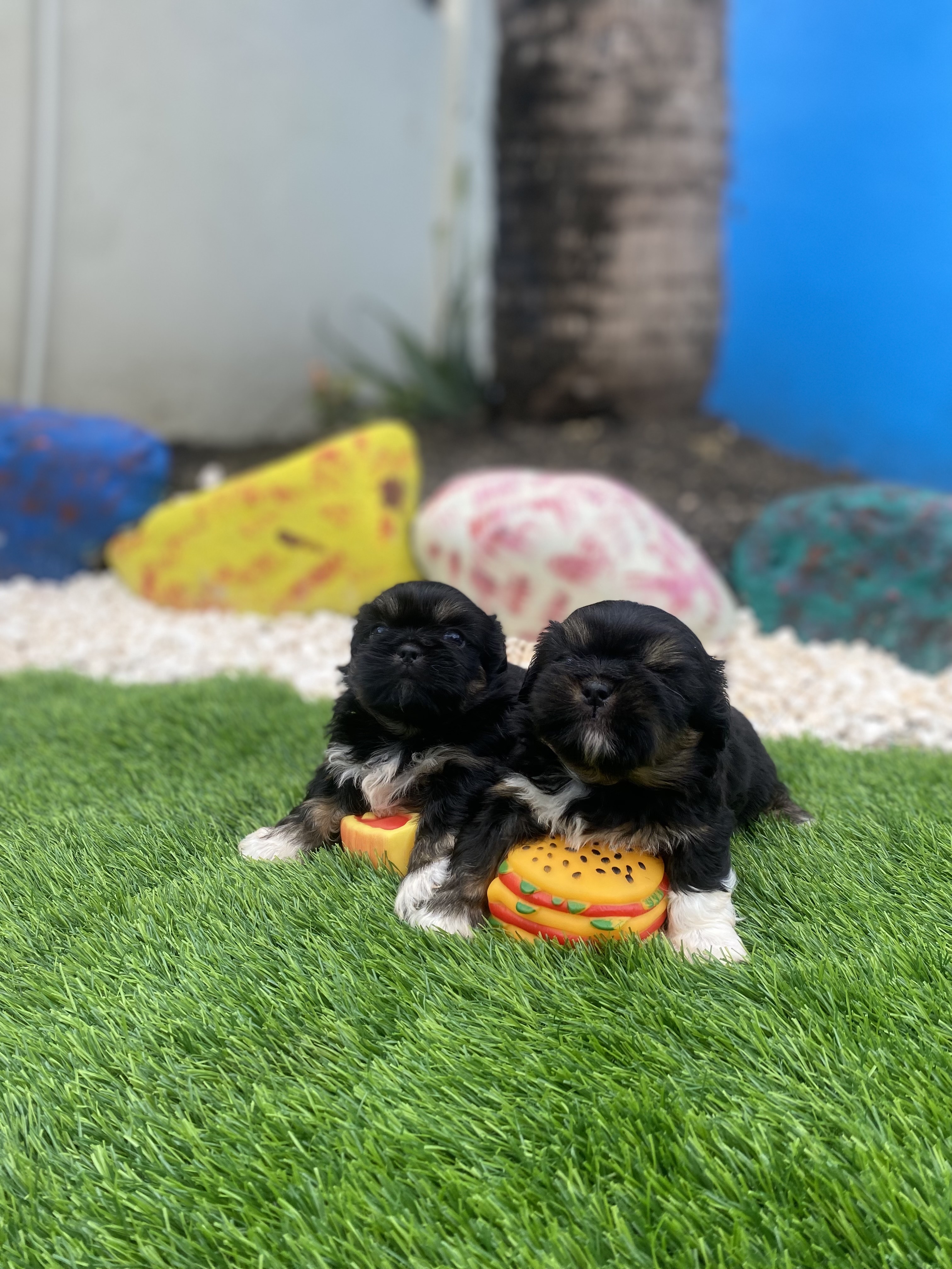 animales y mascotas - shipoo 4