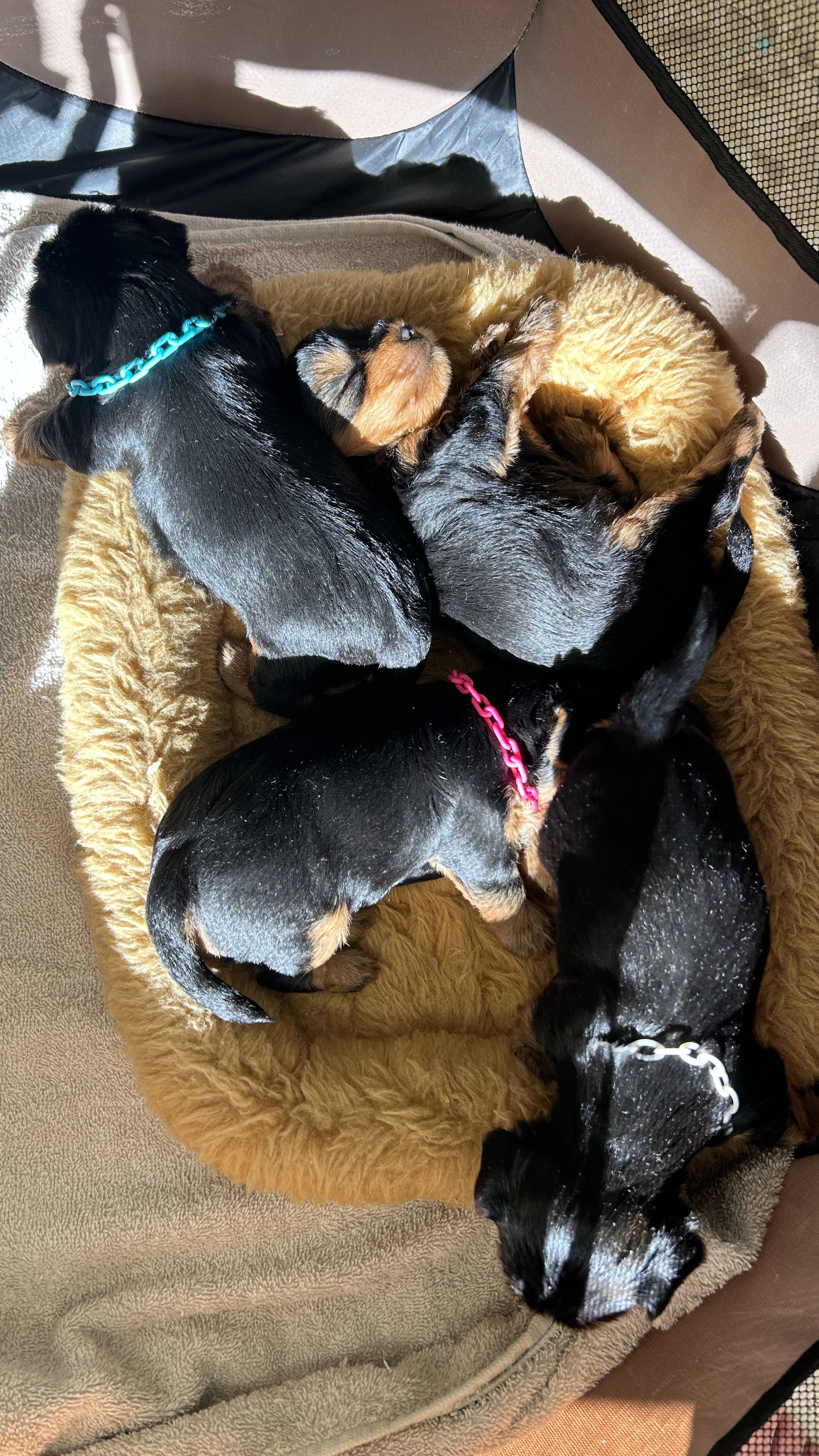 animales y mascotas - Cachorros Yorkie terrier  4