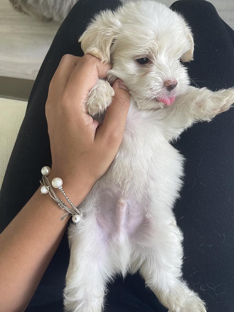 animales y mascotas - Cachorros Shih Tzu x Maltés,tercera camada, sanos, comen purina,nacidos mayo 30 6