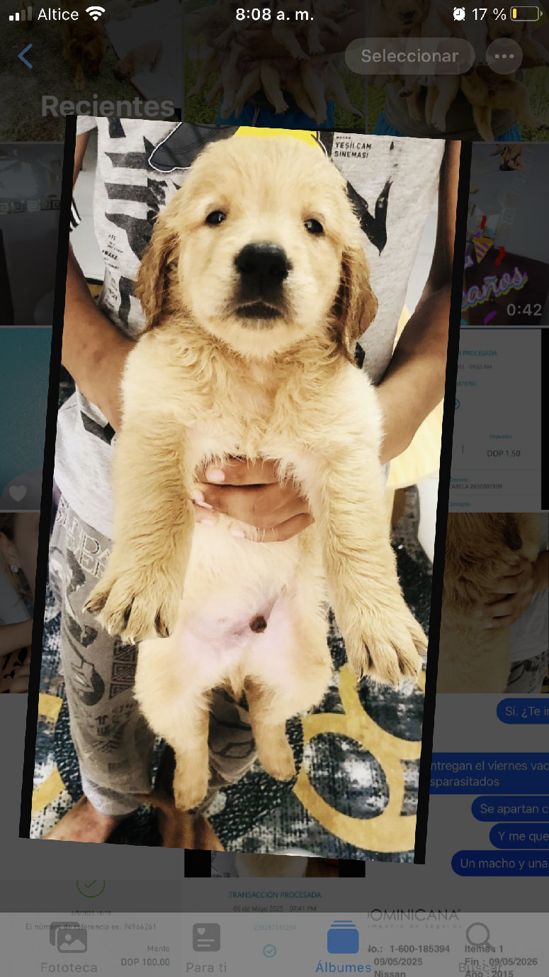 animales y mascotas - Golden retriver raza pura  2