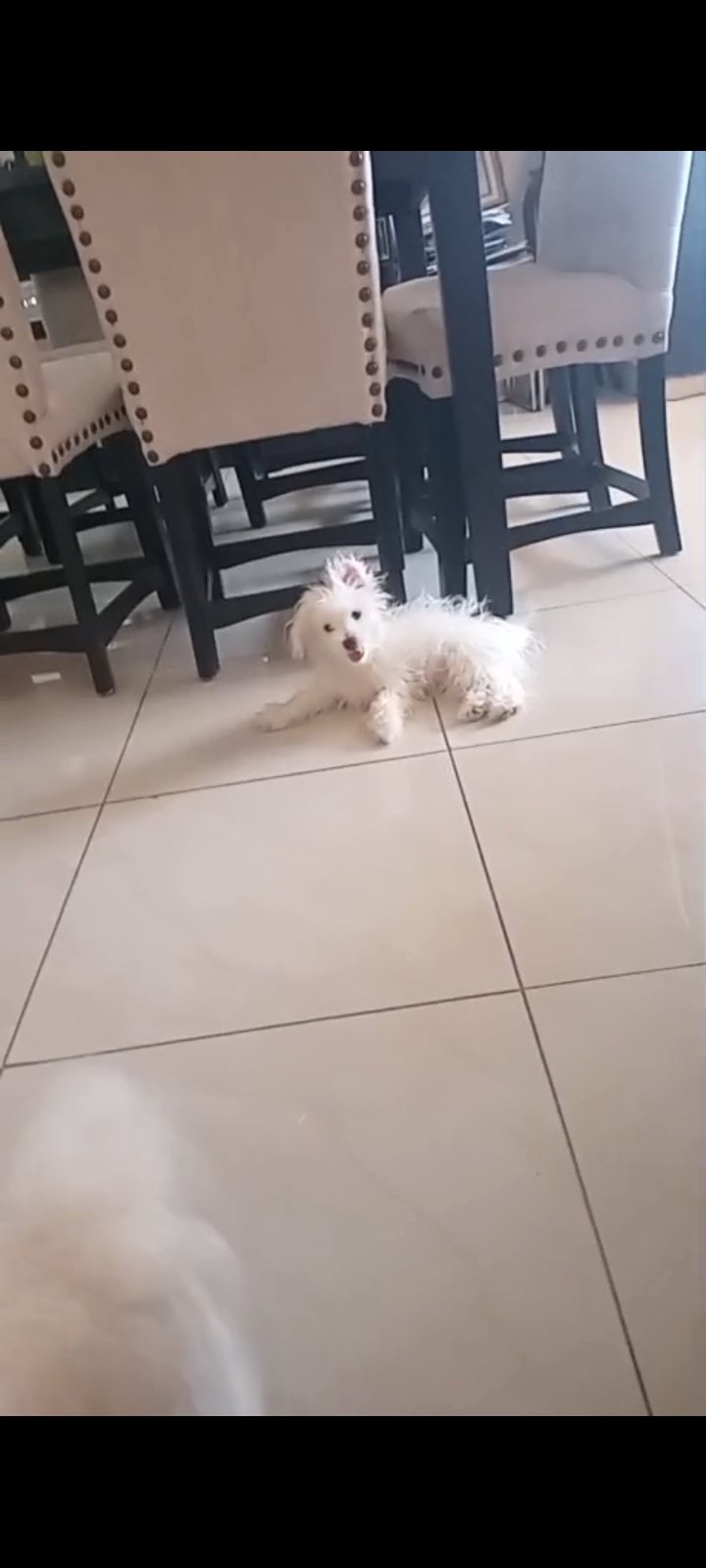 animales y mascotas - Perro malte  1