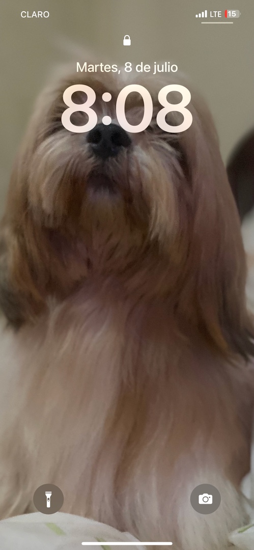 animales y mascotas - Vendo perritos cachorros hembras -padre ShitZu  3