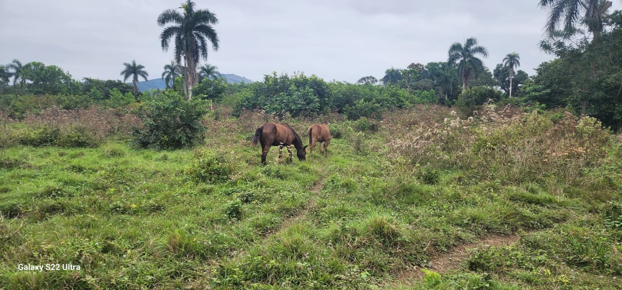 solares y terrenos - Finca Venta Cotui 0
