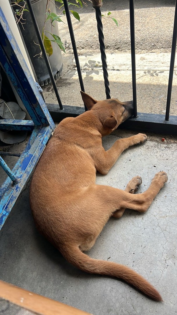 servicios profesionales - Adiestrador canino y paseo 1