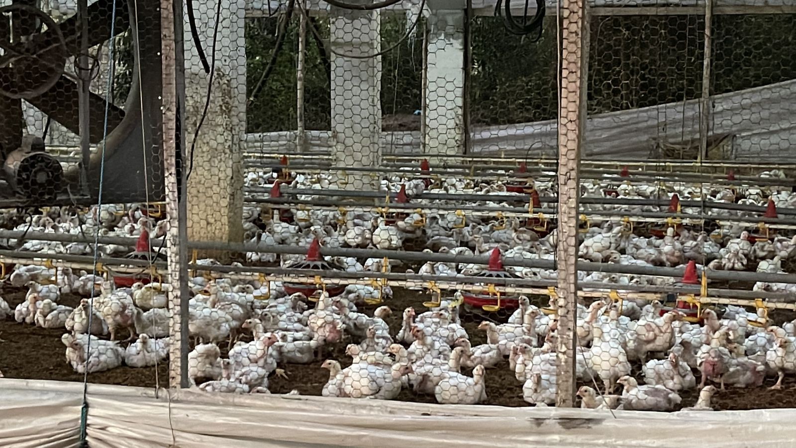 otros inmuebles - Granja de pollo  en moca con  30 tareas 0