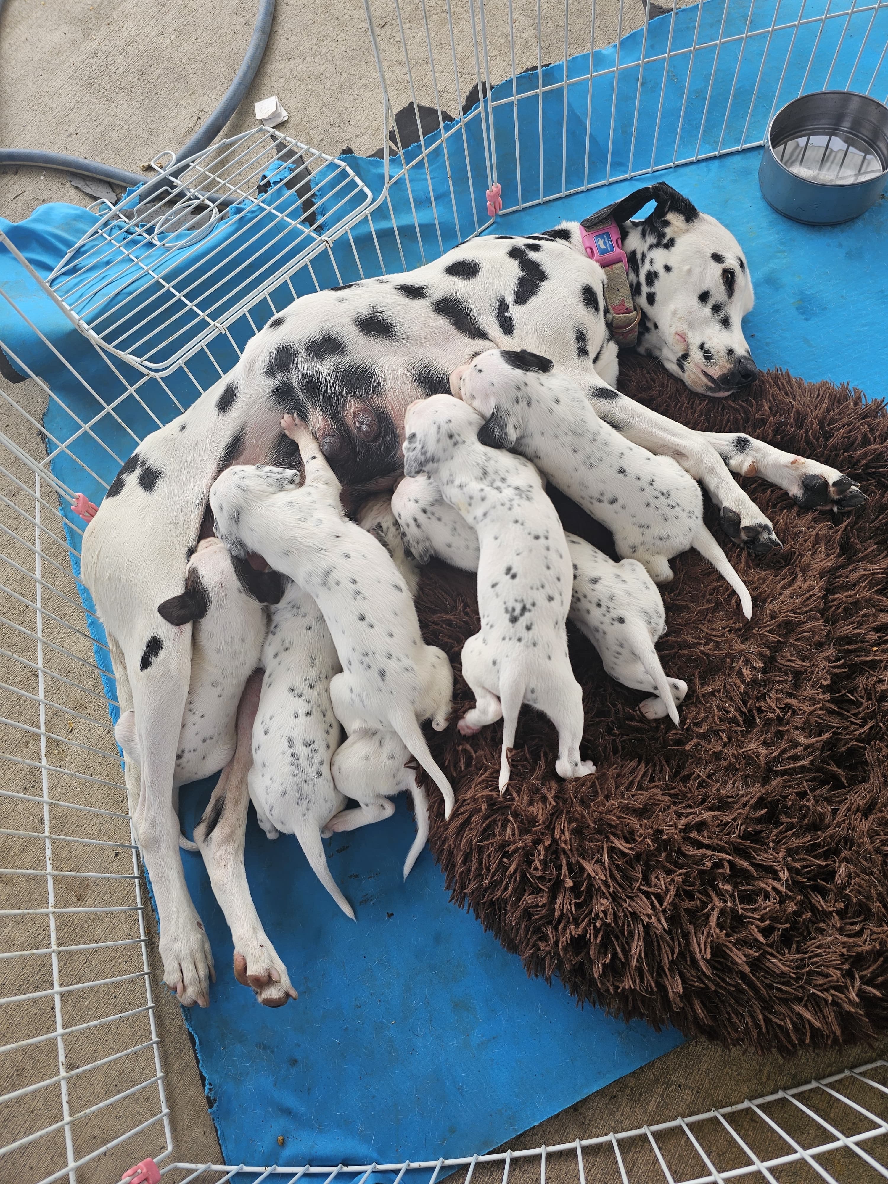 animales y mascotas - cachorro Dalmata 0