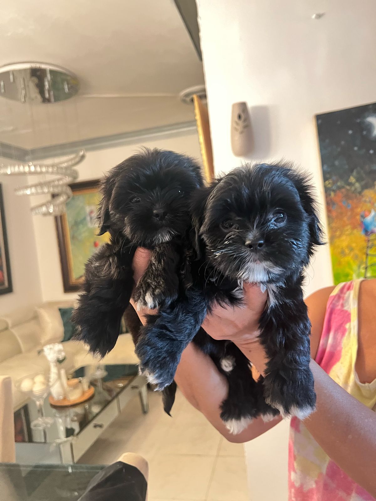 animales y mascotas - HERMOSOS CACHORROS SHIHPOO 1