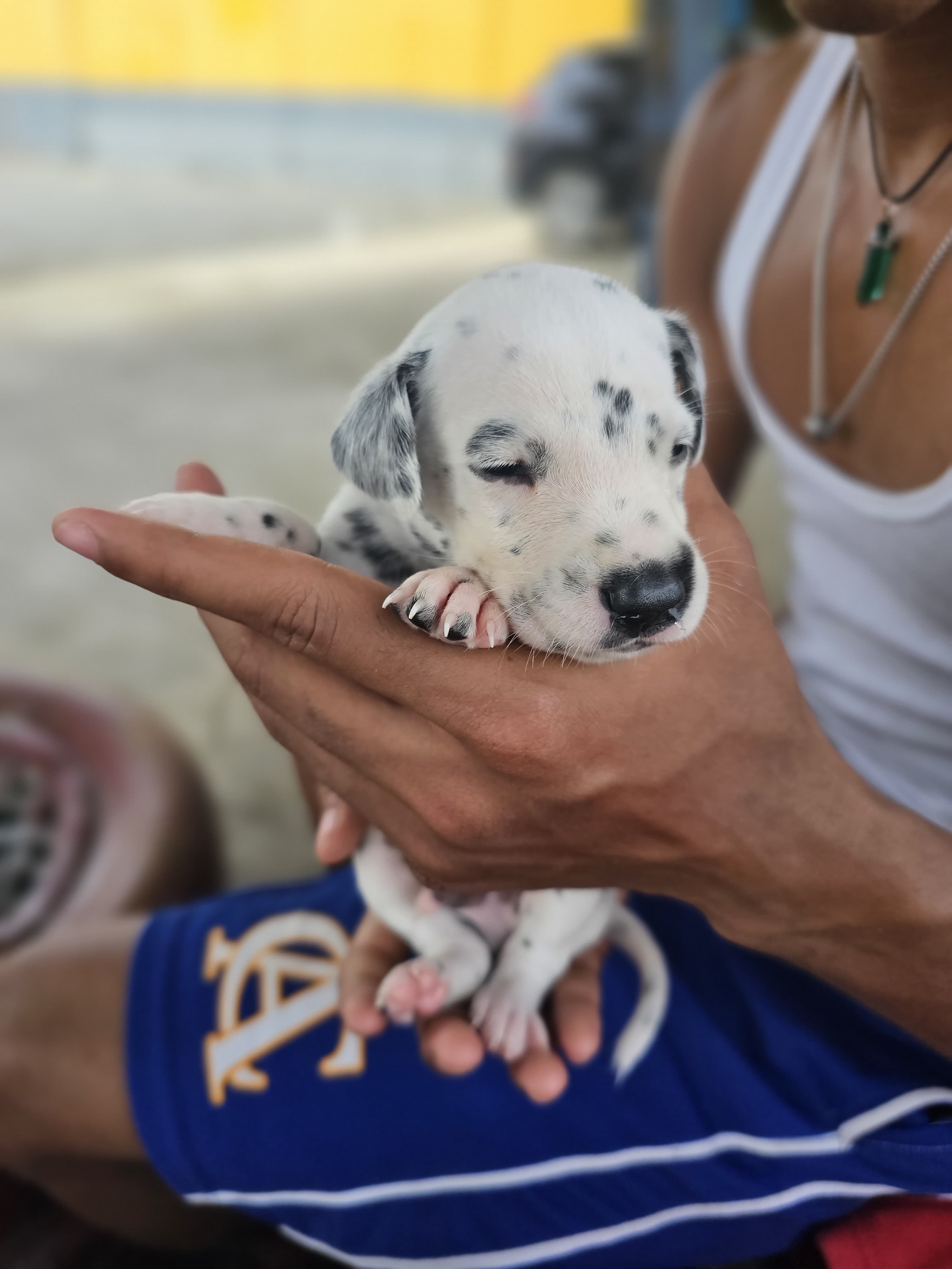 animales y mascotas - cachorro Dalmata 1