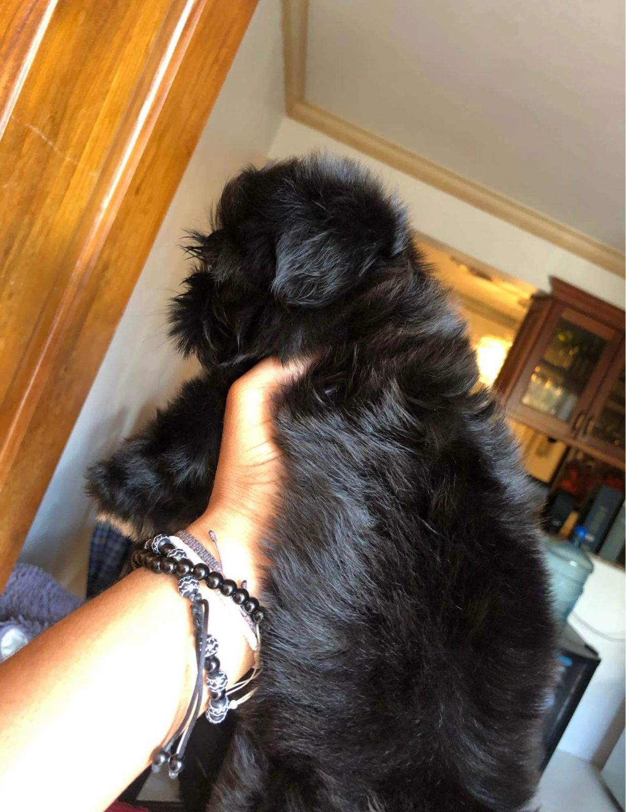 animales y mascotas - HERMOSOS CACHORROS SHIHPOO 2