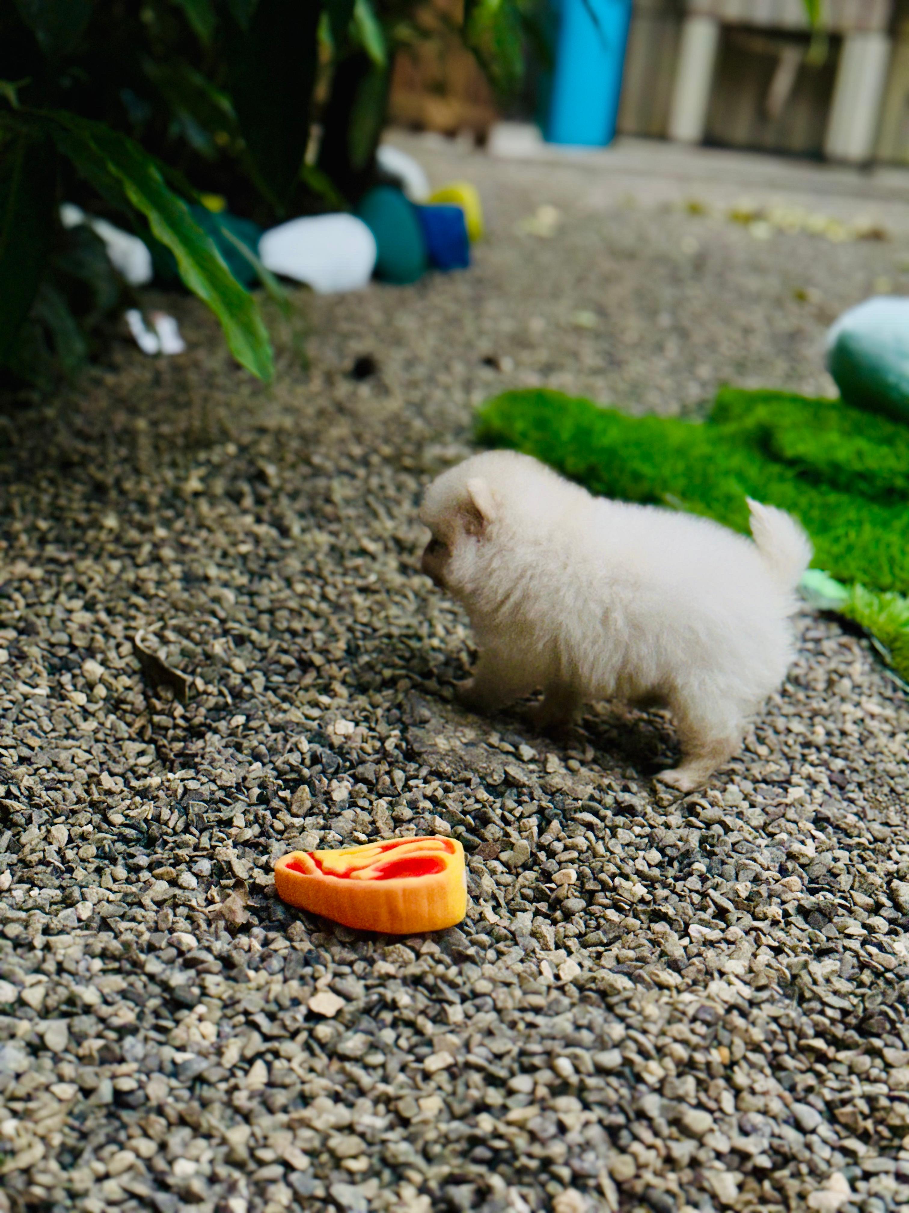 animales y mascotas - Pomerania  4